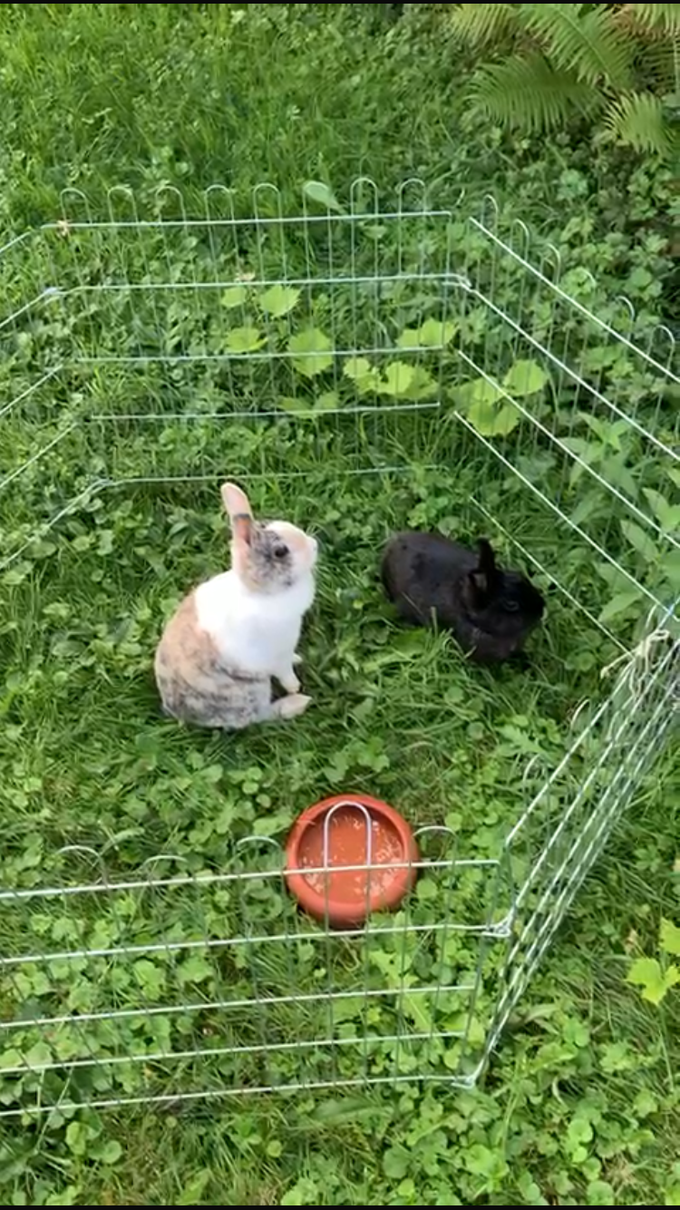 Zwei  - Bergach, Gengenbach