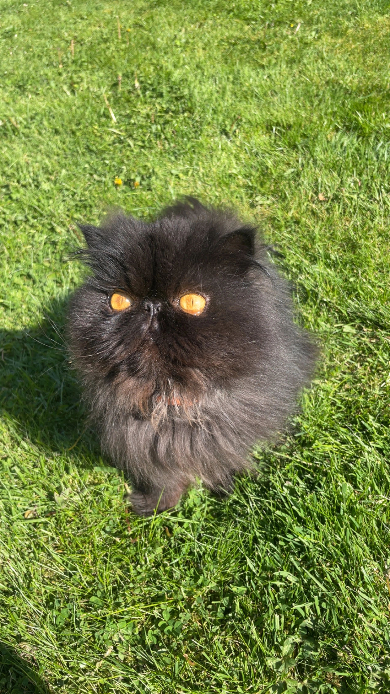 Arlo - Carrisbrook Gardens, Lisburn