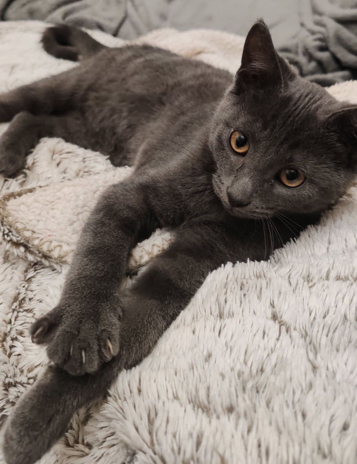 haribo - 5 Place Nationale, Marolles-les-Braults