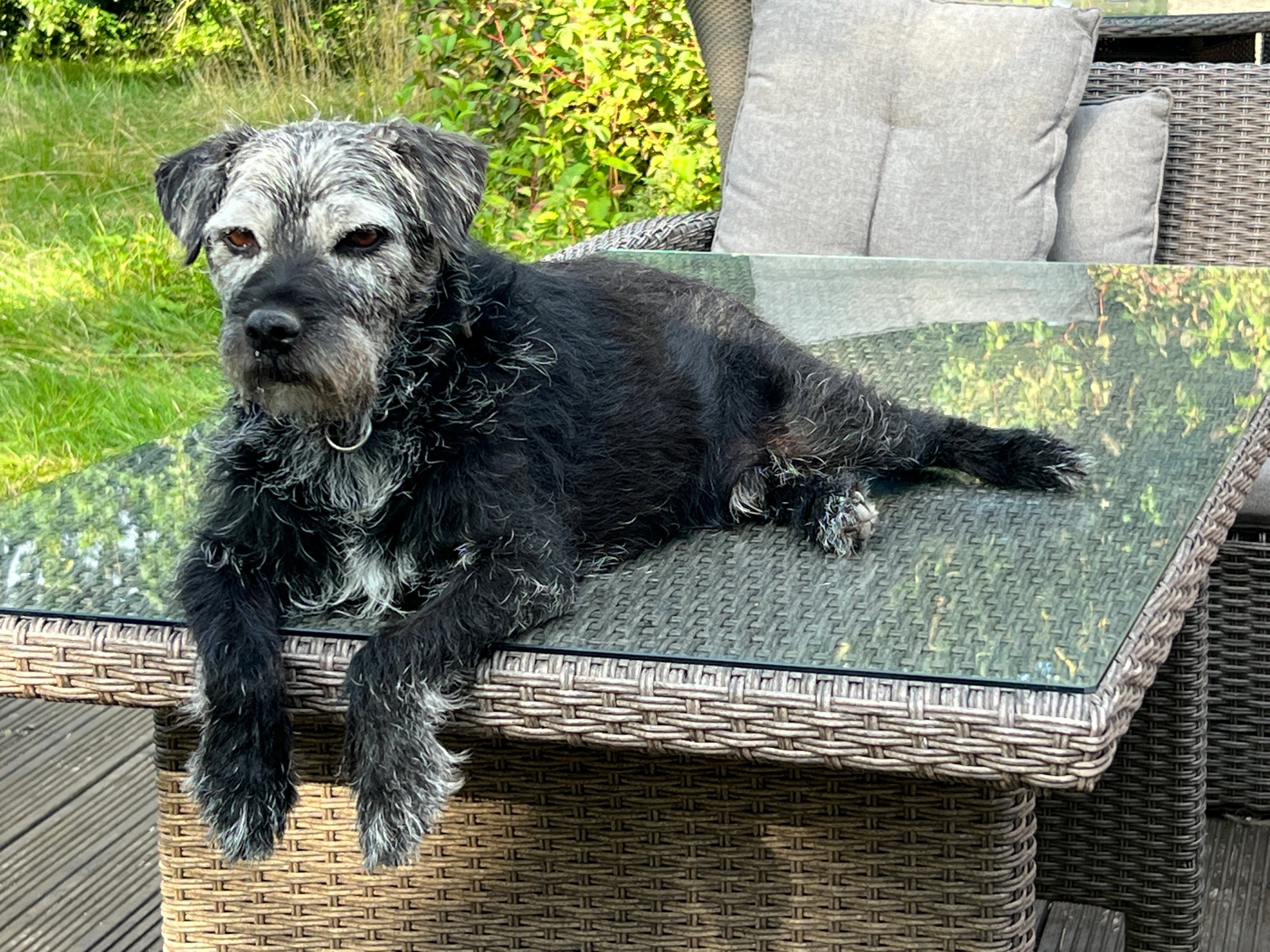 Henry - Green Lane, Egham