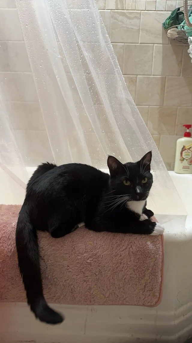 Kitty - 130 Brook Rd, Quincy