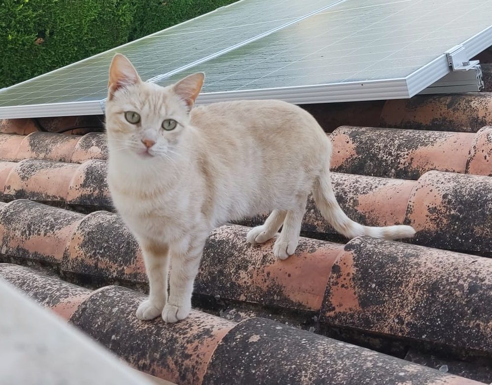 Rubia - Calle Exposición, Mairena del Aljarafe