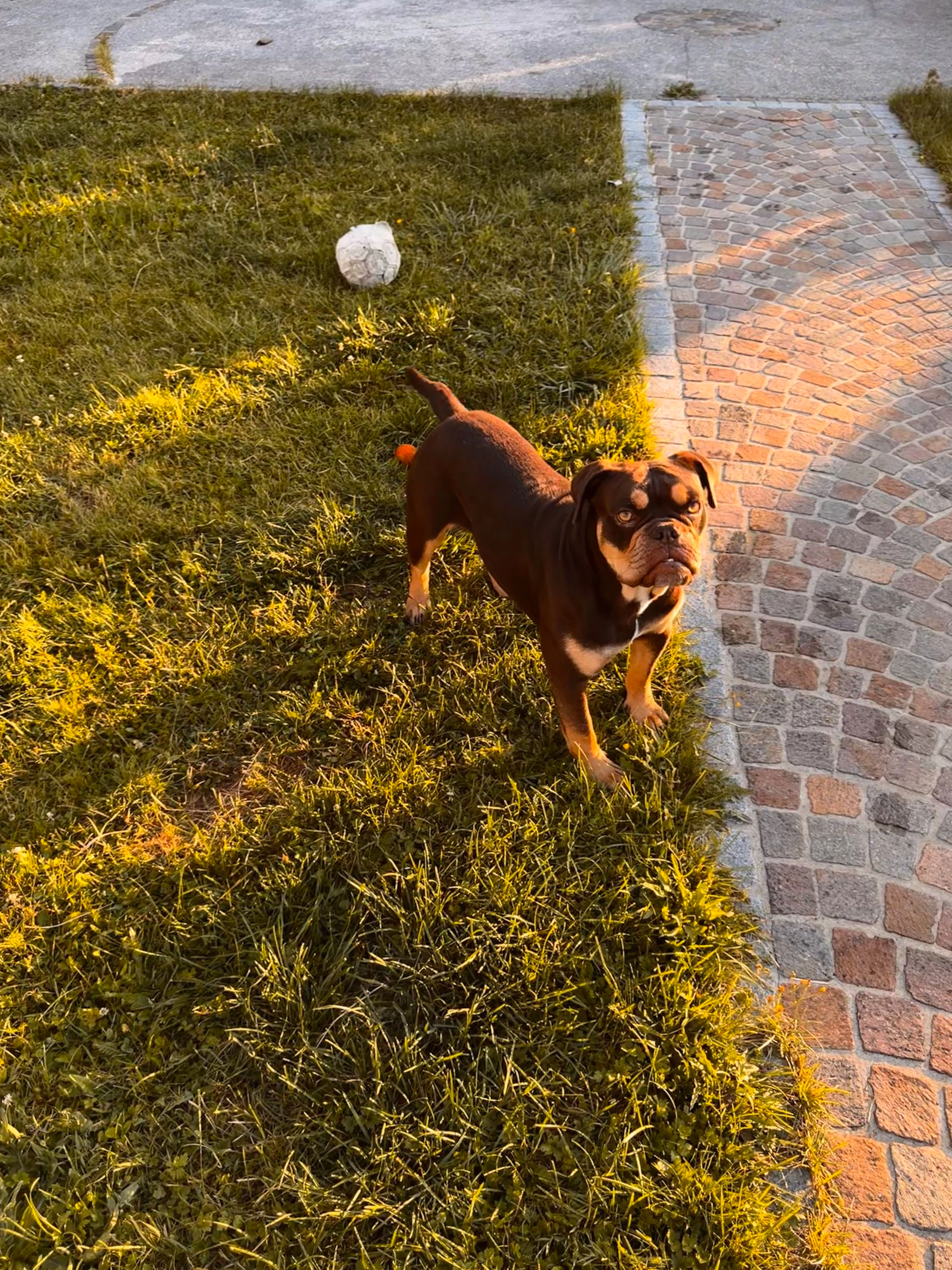 Shiva - Chemin De Veillère, Saint-Paul-de-Varax