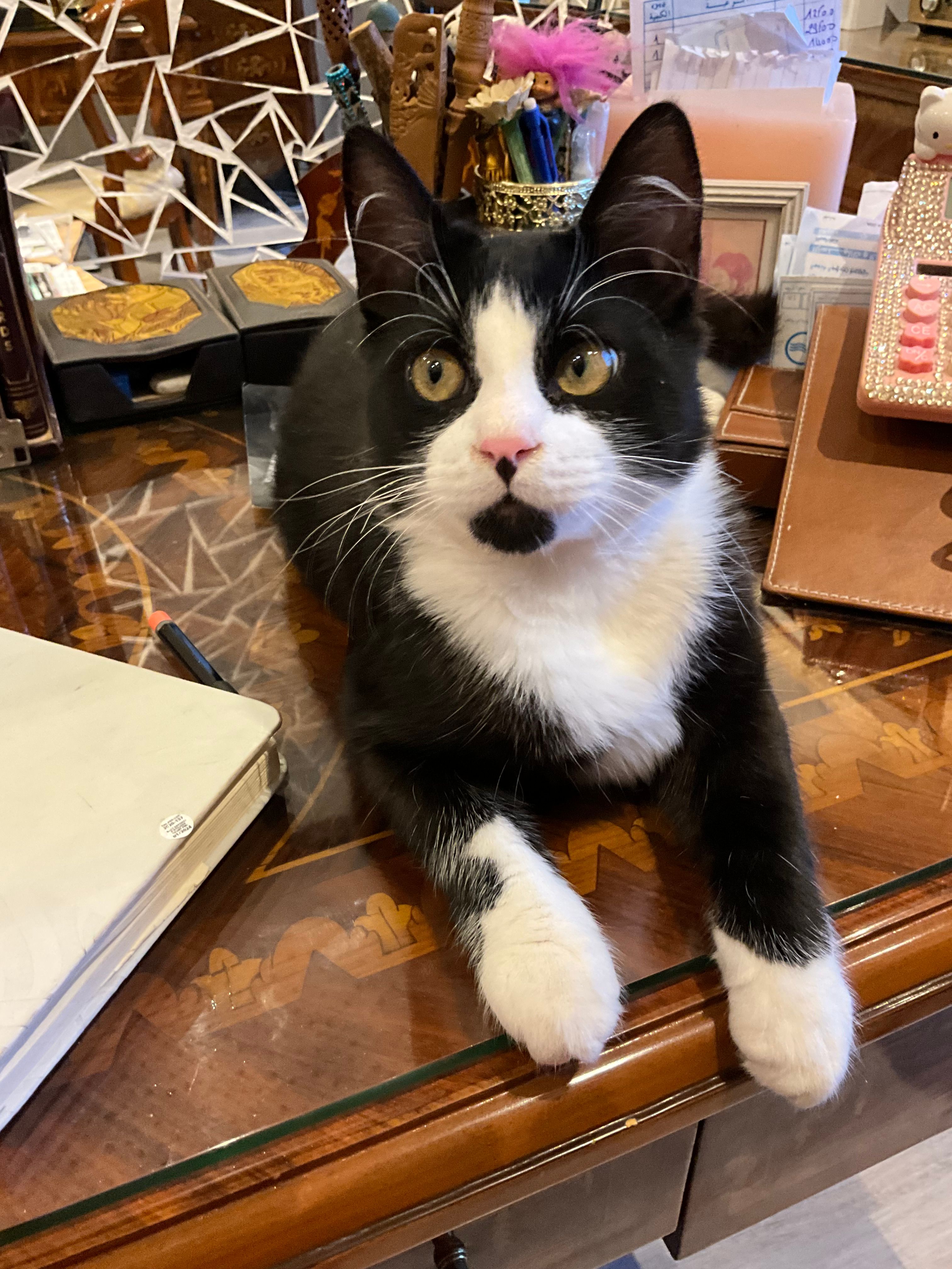 Amber - 20, La Marsa