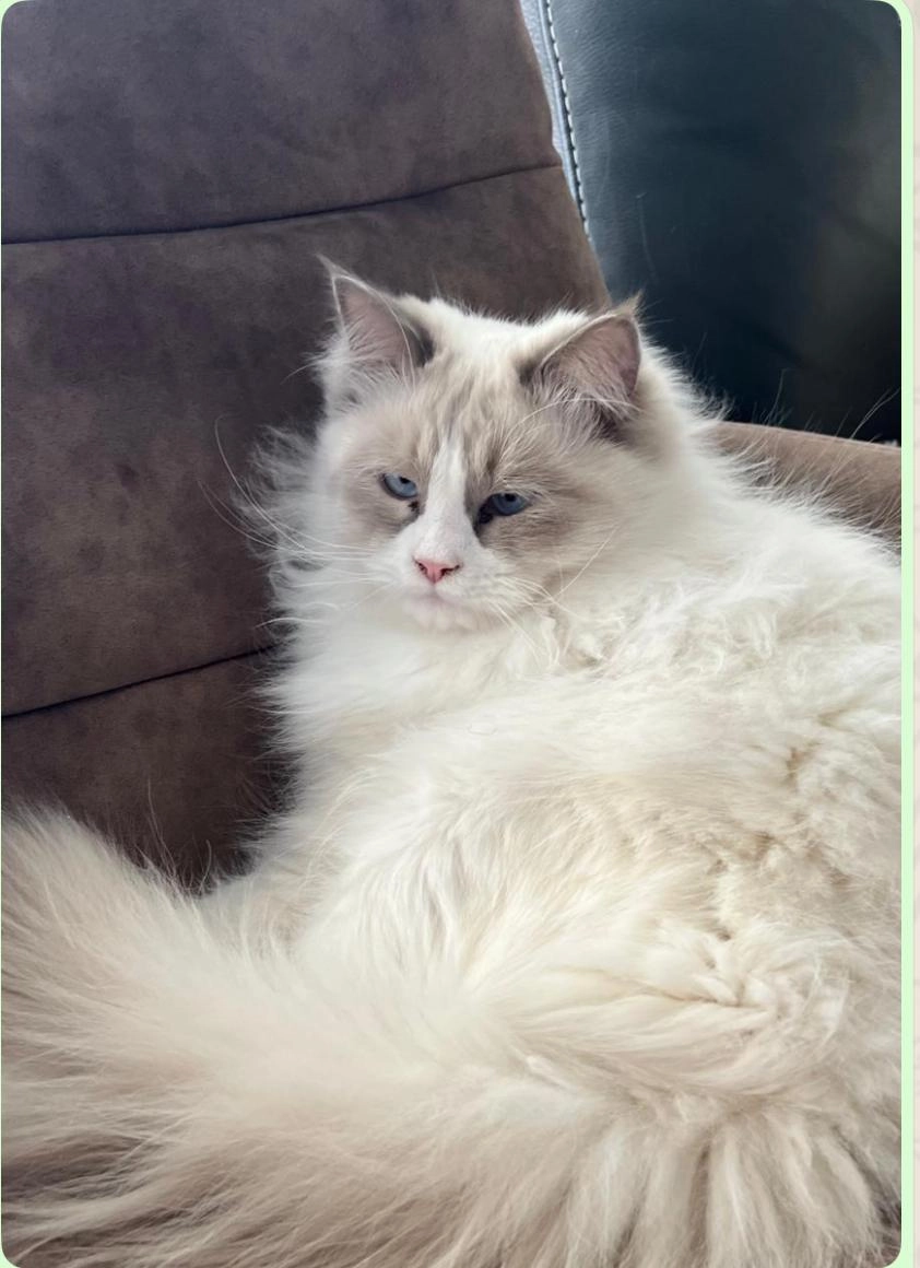 Timka - Wiesenweg, Bühl