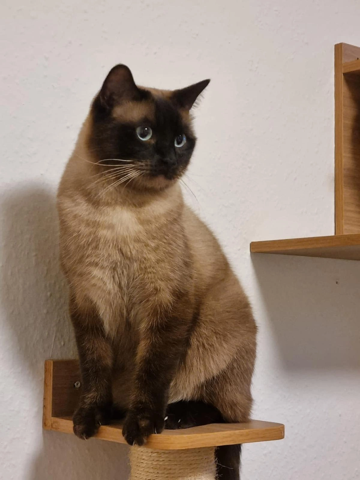 Smoky - Falkenhausenweg, Berlin