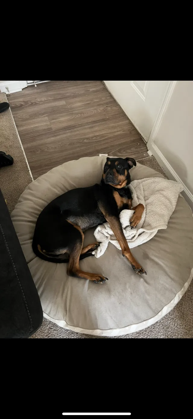 Rosie - 205 Tree Creek Pkwy, Lawrenceville