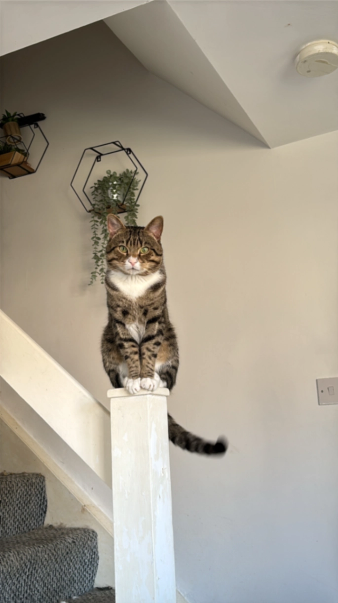 Mochi - Brook Court, Bedlington