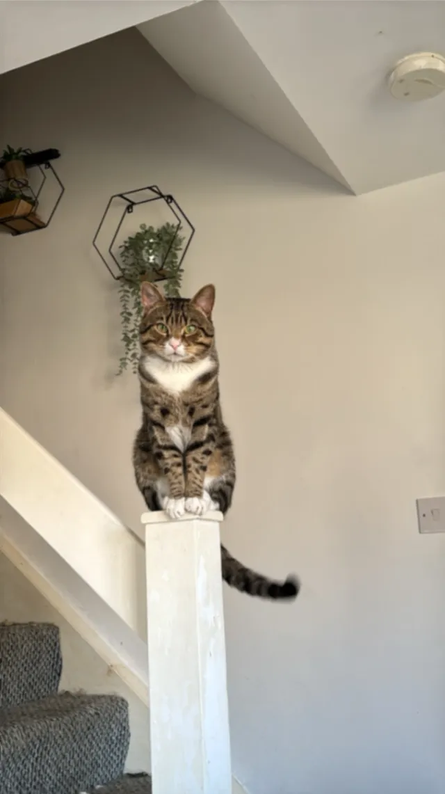 Mochi - Brook Court, Bedlington