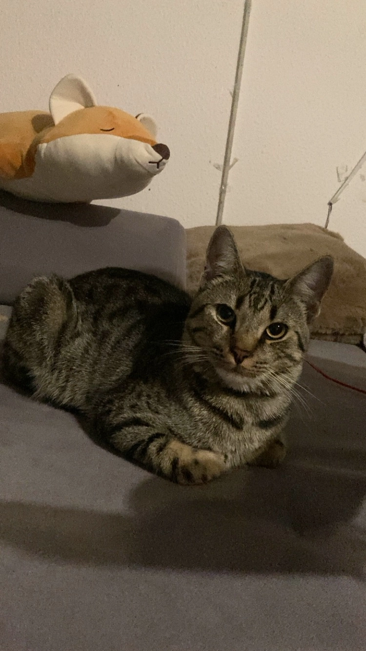 Perry - Georgstraße, Jade