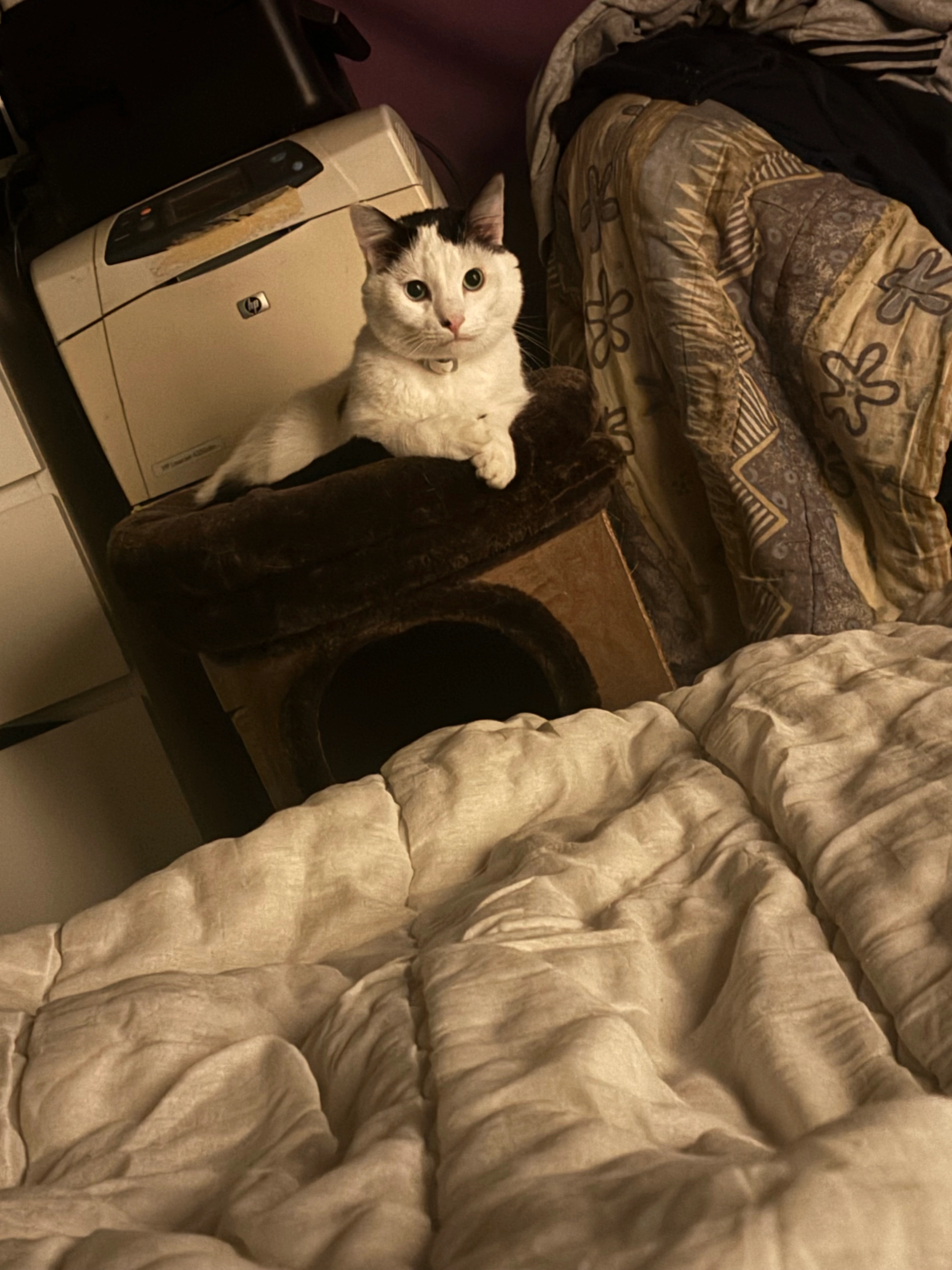 Riho - Mechelsesteenweg, Willebroek