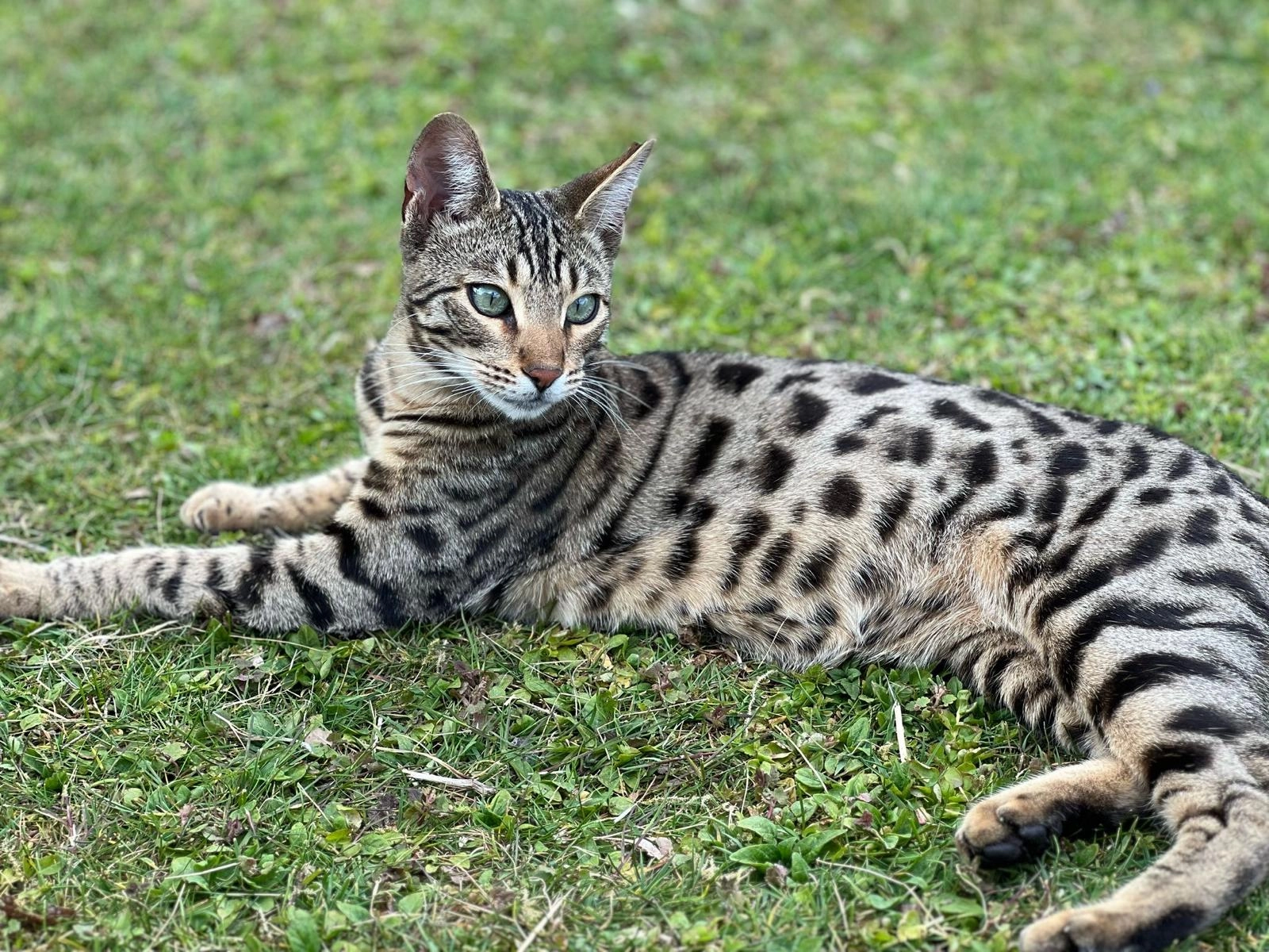 Finn - Albert-Schweitzer-Straße, Sulzbach-Rosenberg