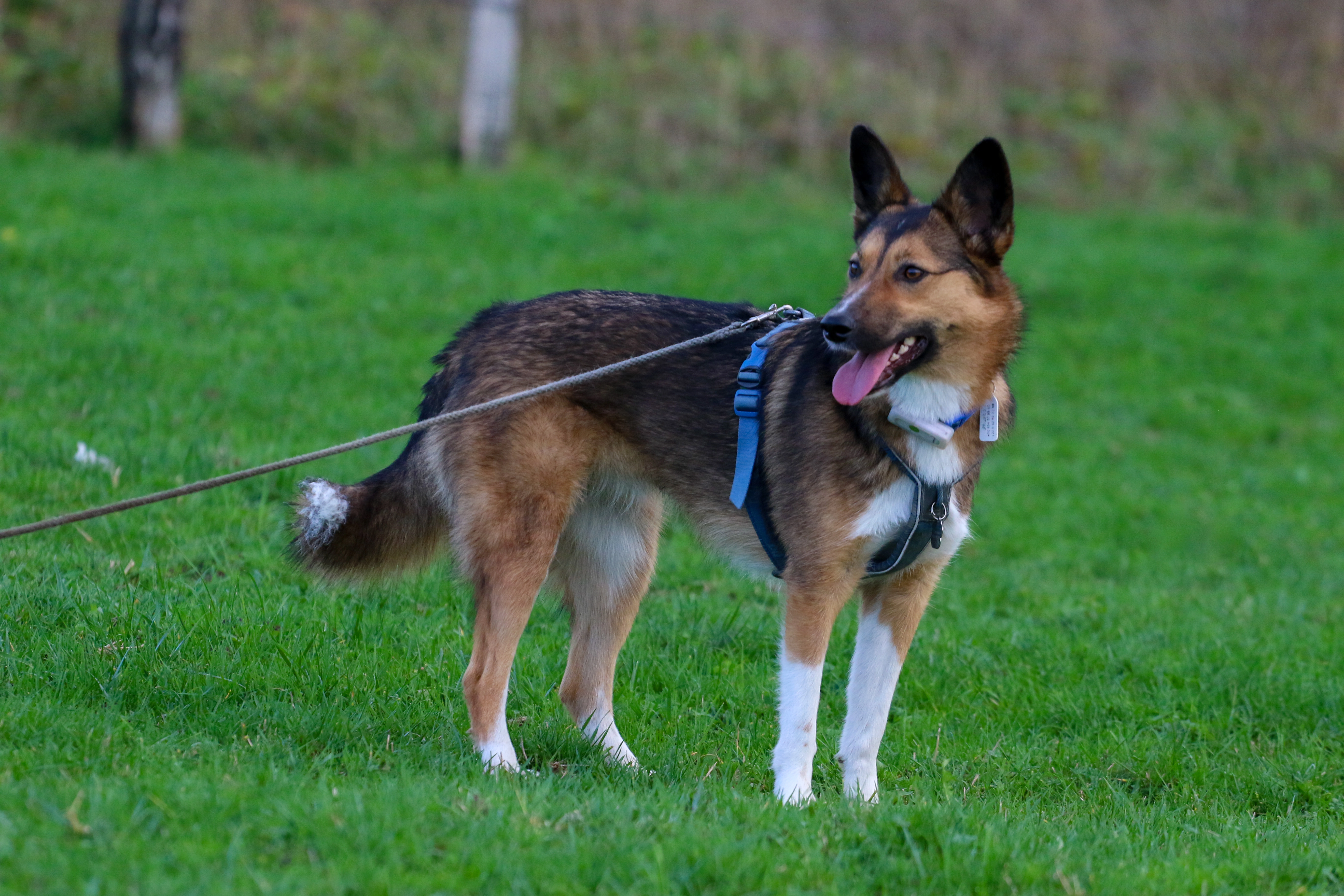 Pharha - La Girgaine, Bertrix