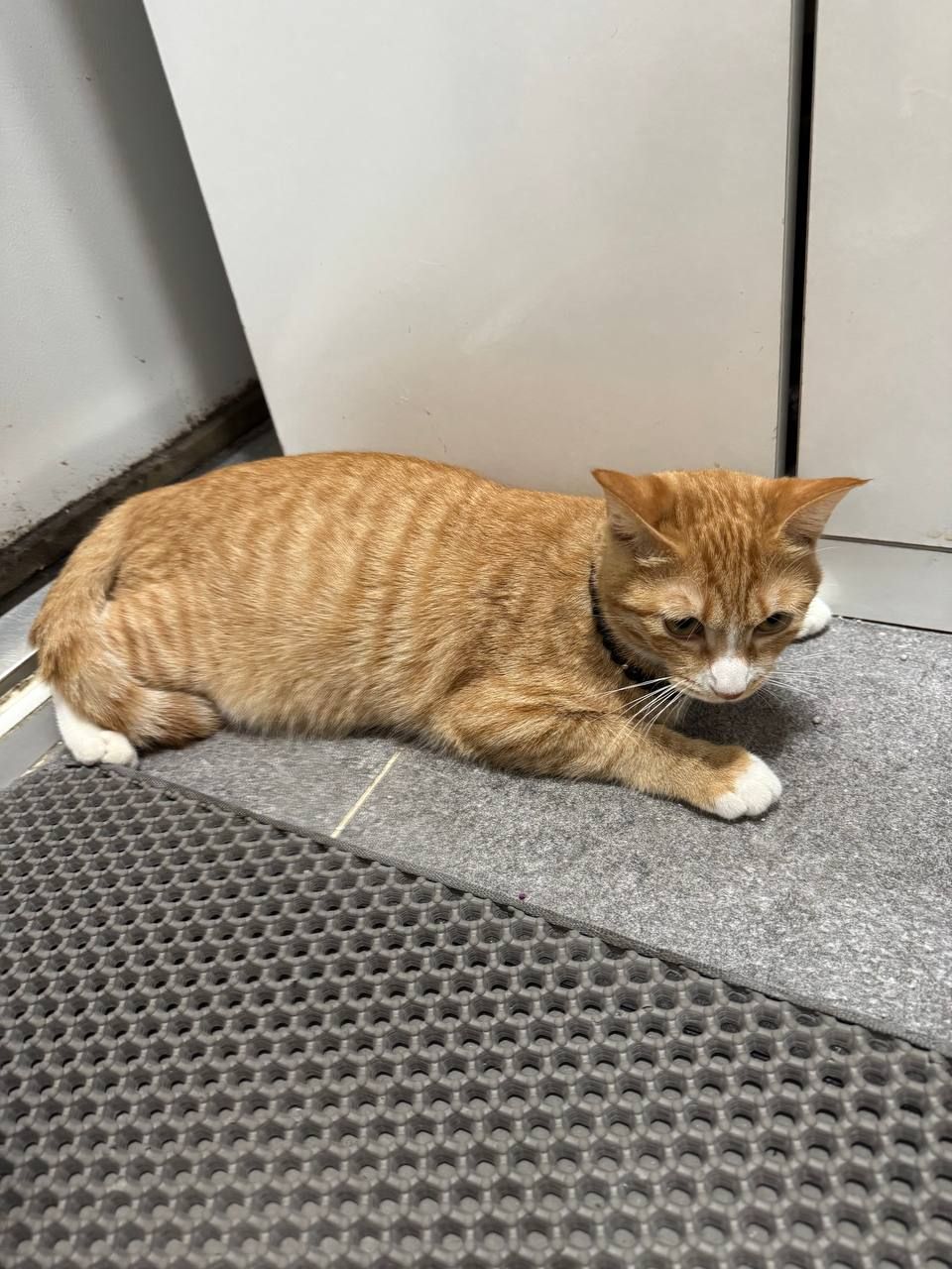 Maaz - Gunja-ro 11-gil, Seoul