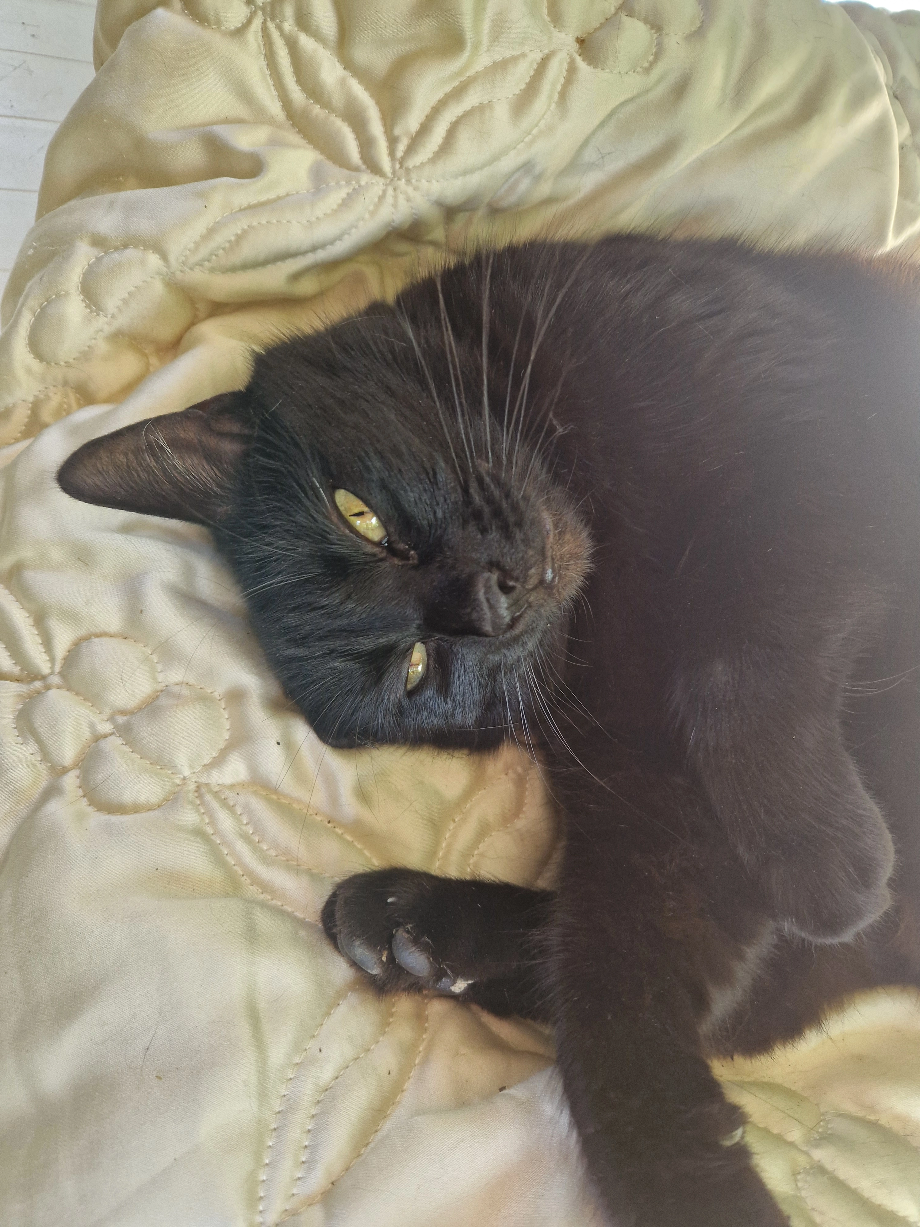 Bagheera  - Route De Villey-Saint-Étienne, Toul