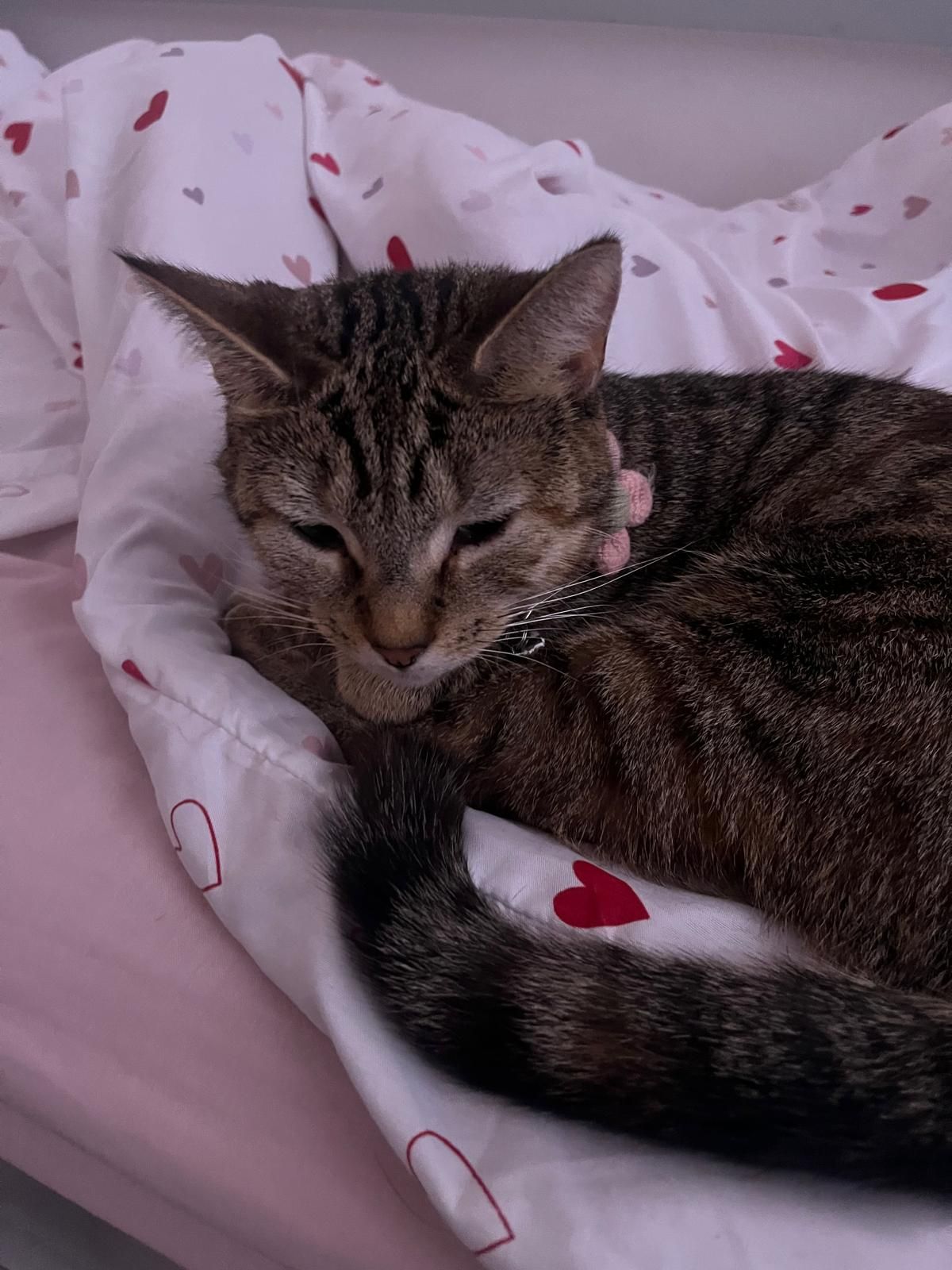 Maddie - Dominica Court, Eastbourne