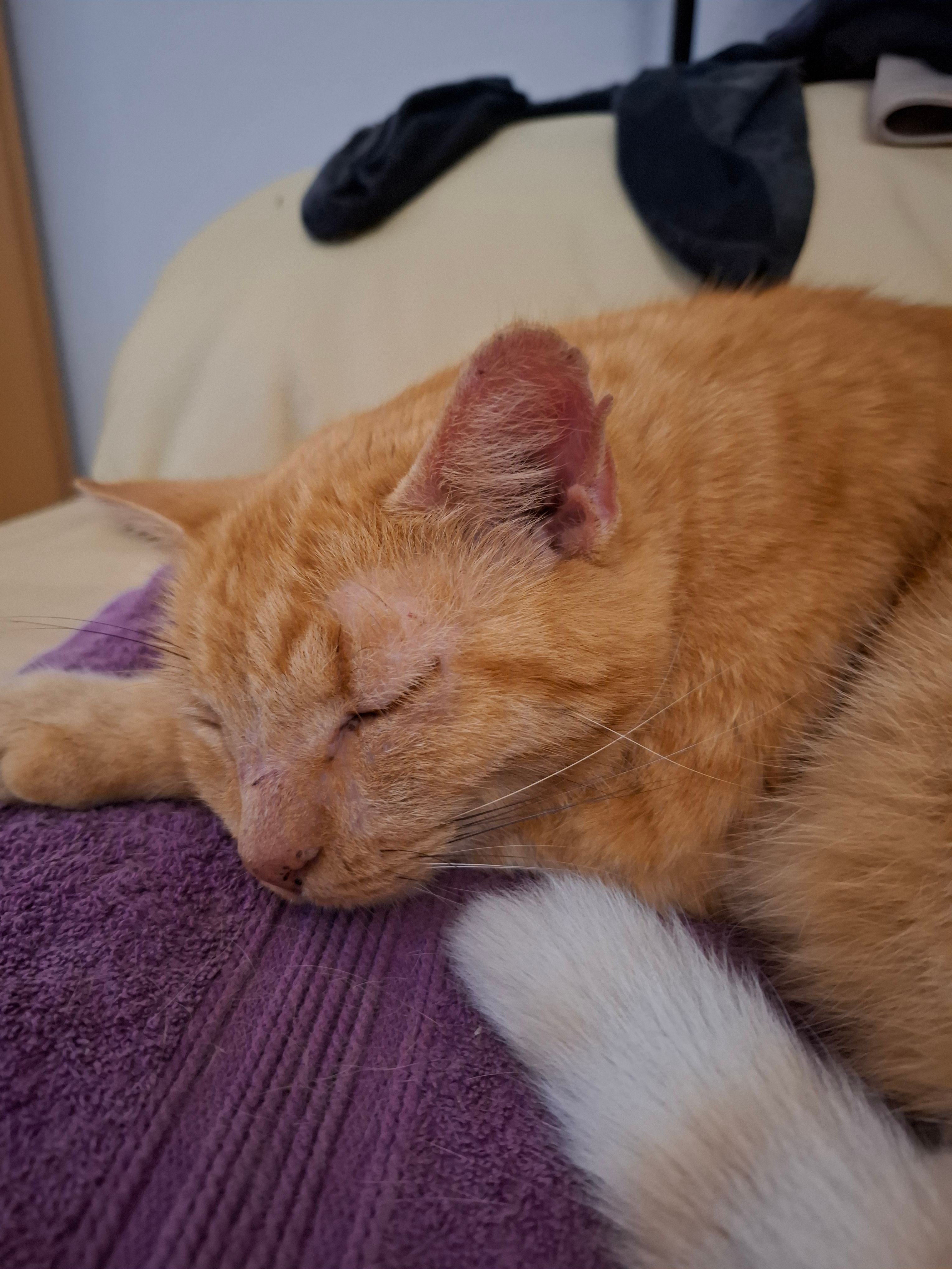 Minusch - Trottengasse 14, Oberhallau