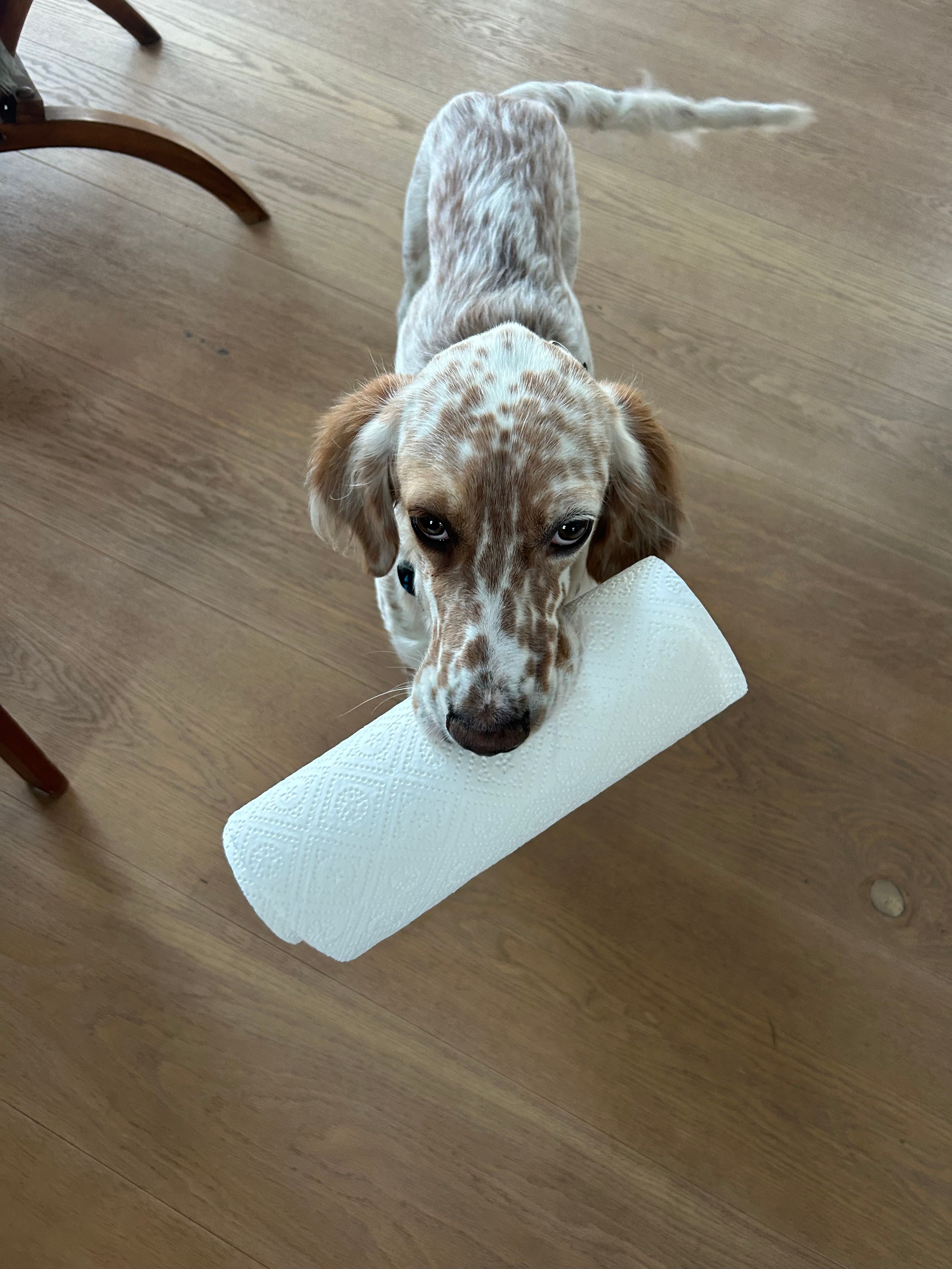 Nico - Födranspergweg, Graz