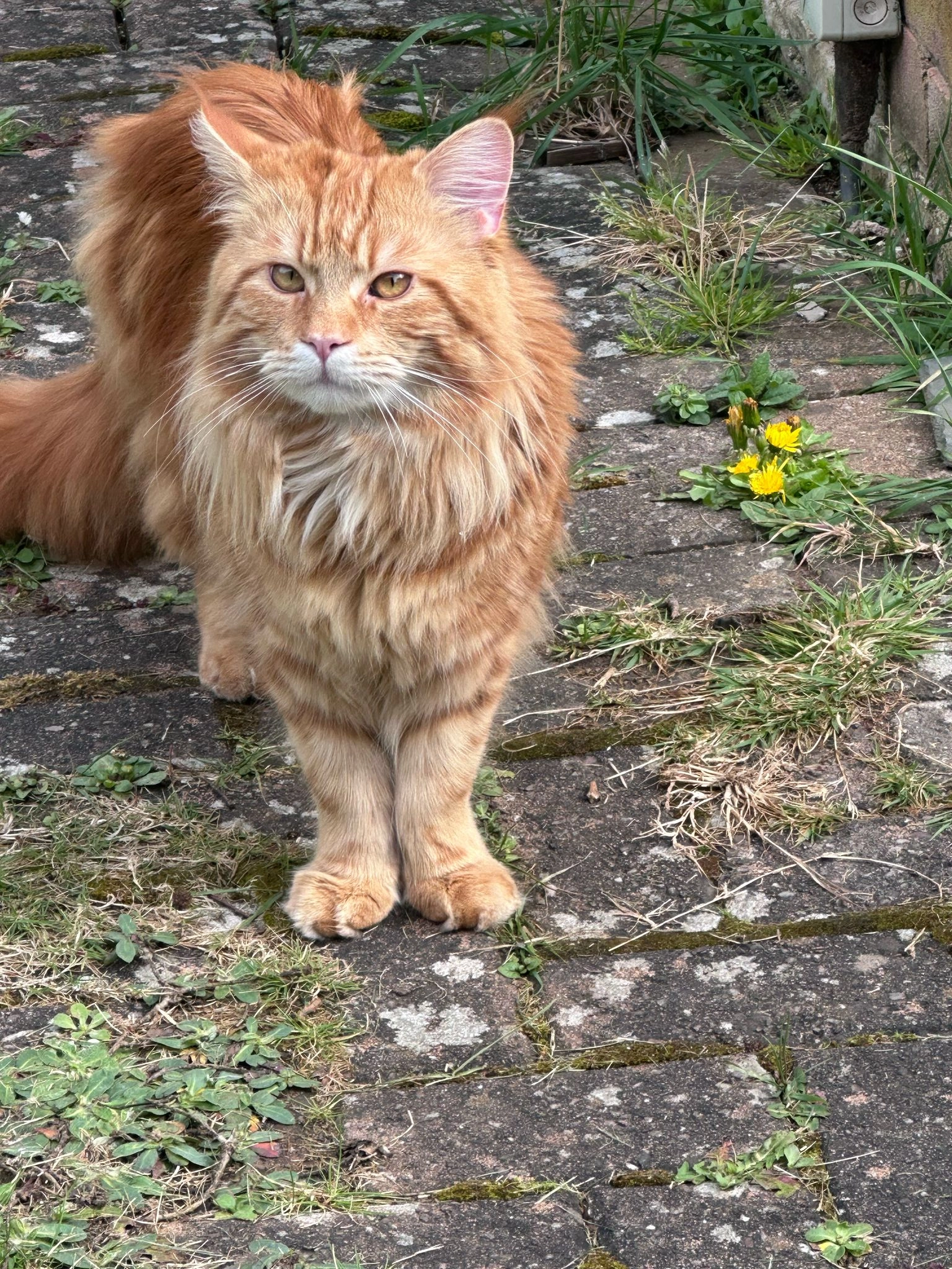 SIMBA - Westbourne Road, Chester