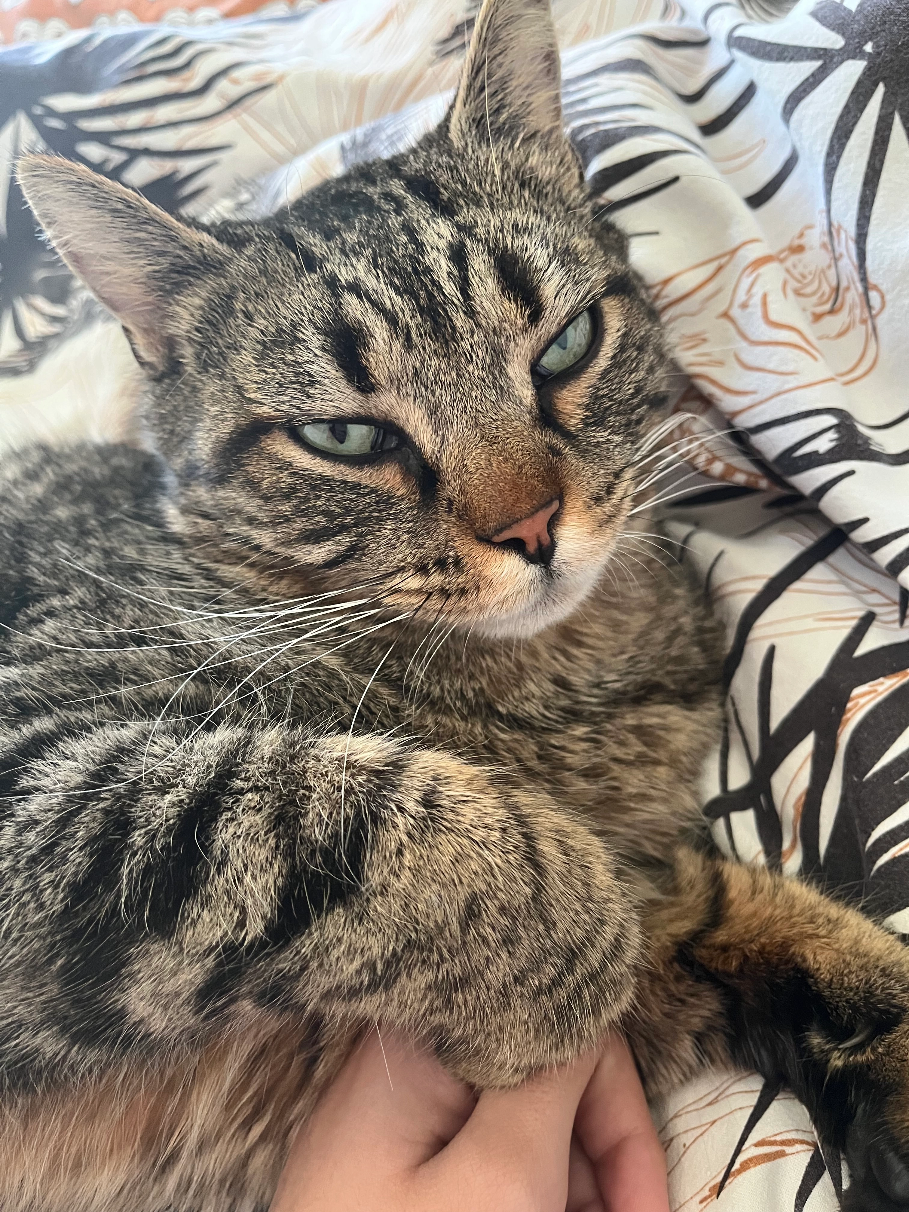 Stromae - 24100, Saint-Laurent-des-Vignes