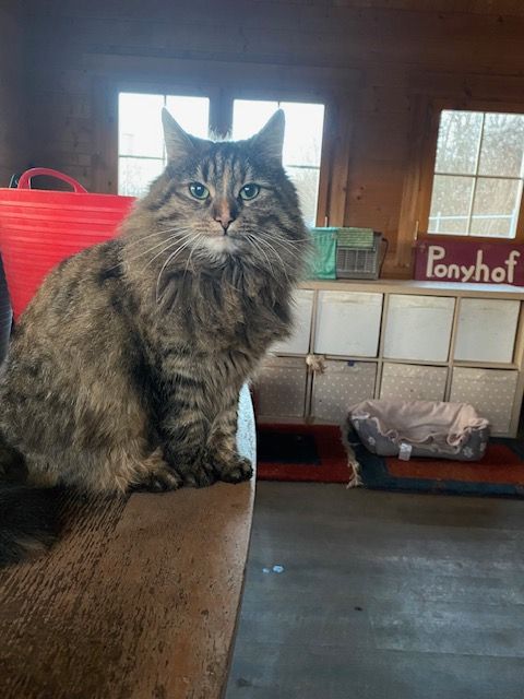 Lilo - Donaustraße, Traismauer