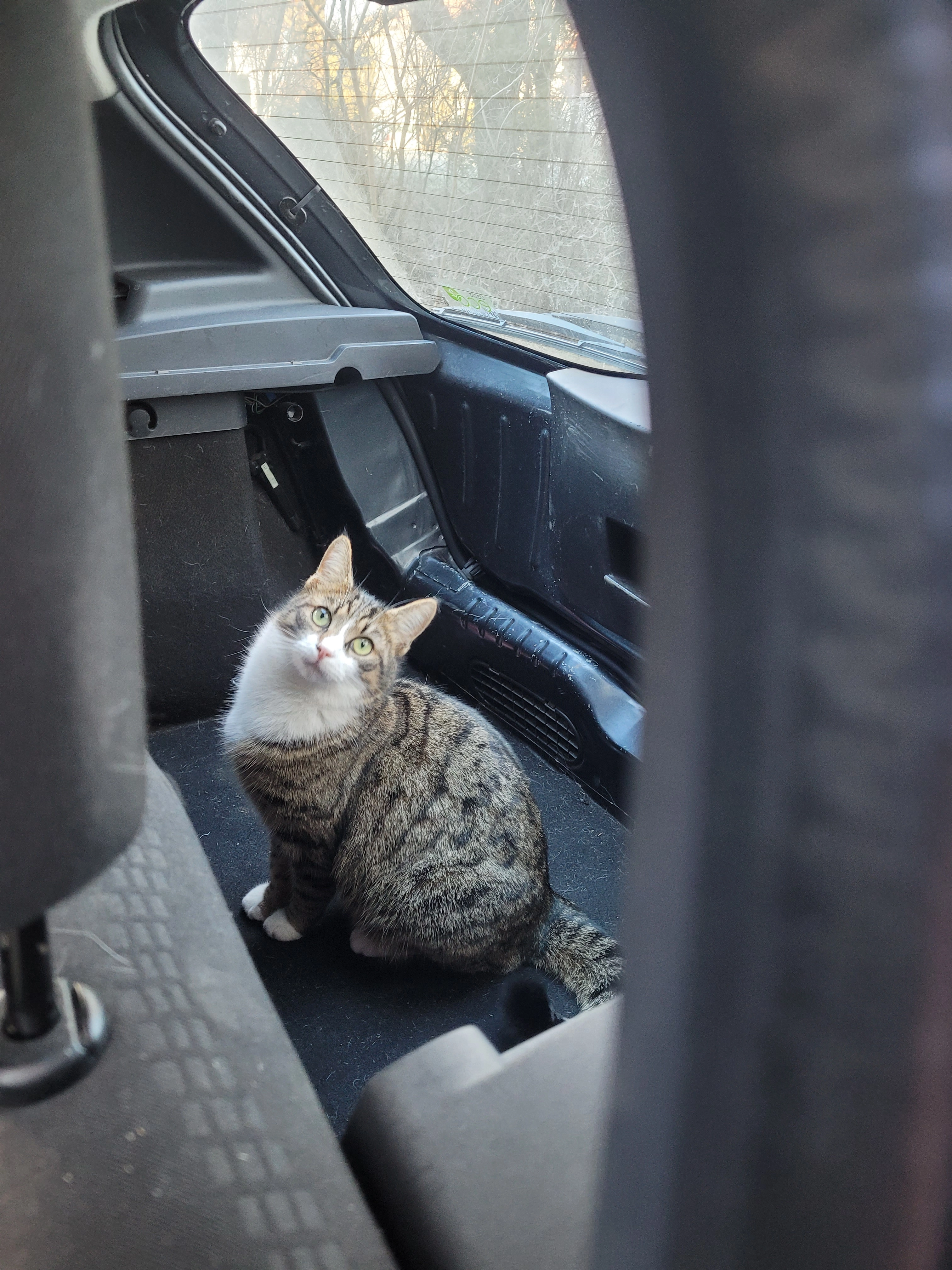 Pauli - 83550, Emmering