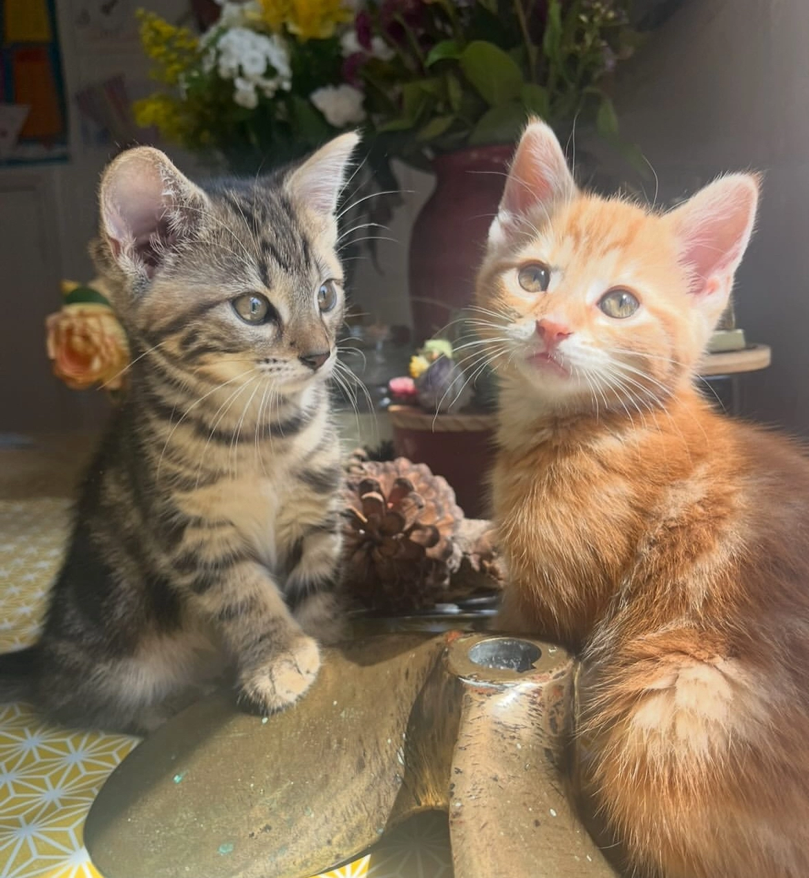 Marmalade & jinx two kittens  - Lyndhurst Road, Worthing