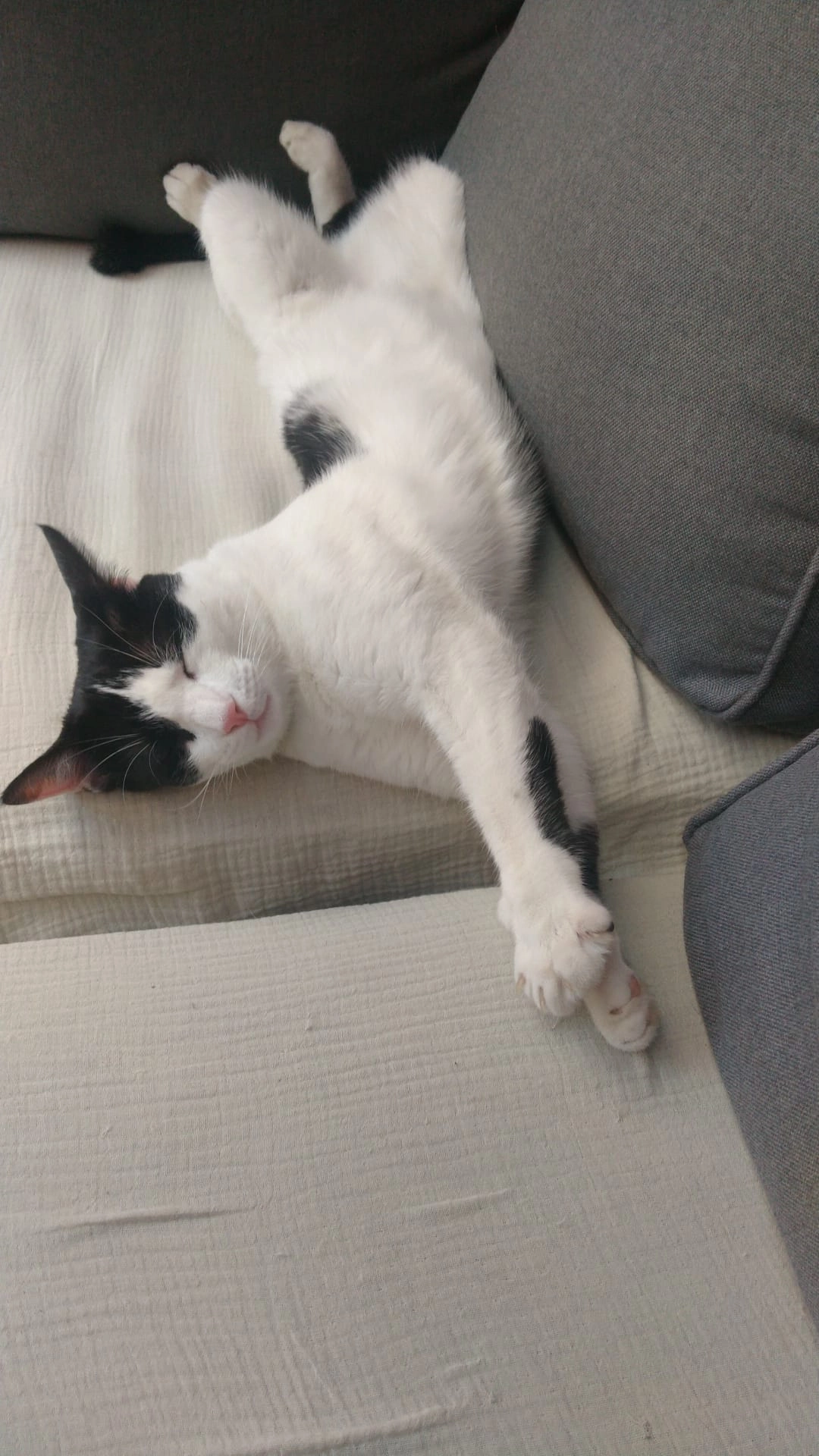 Volt - 34 Rue des Soleillers, Bessan