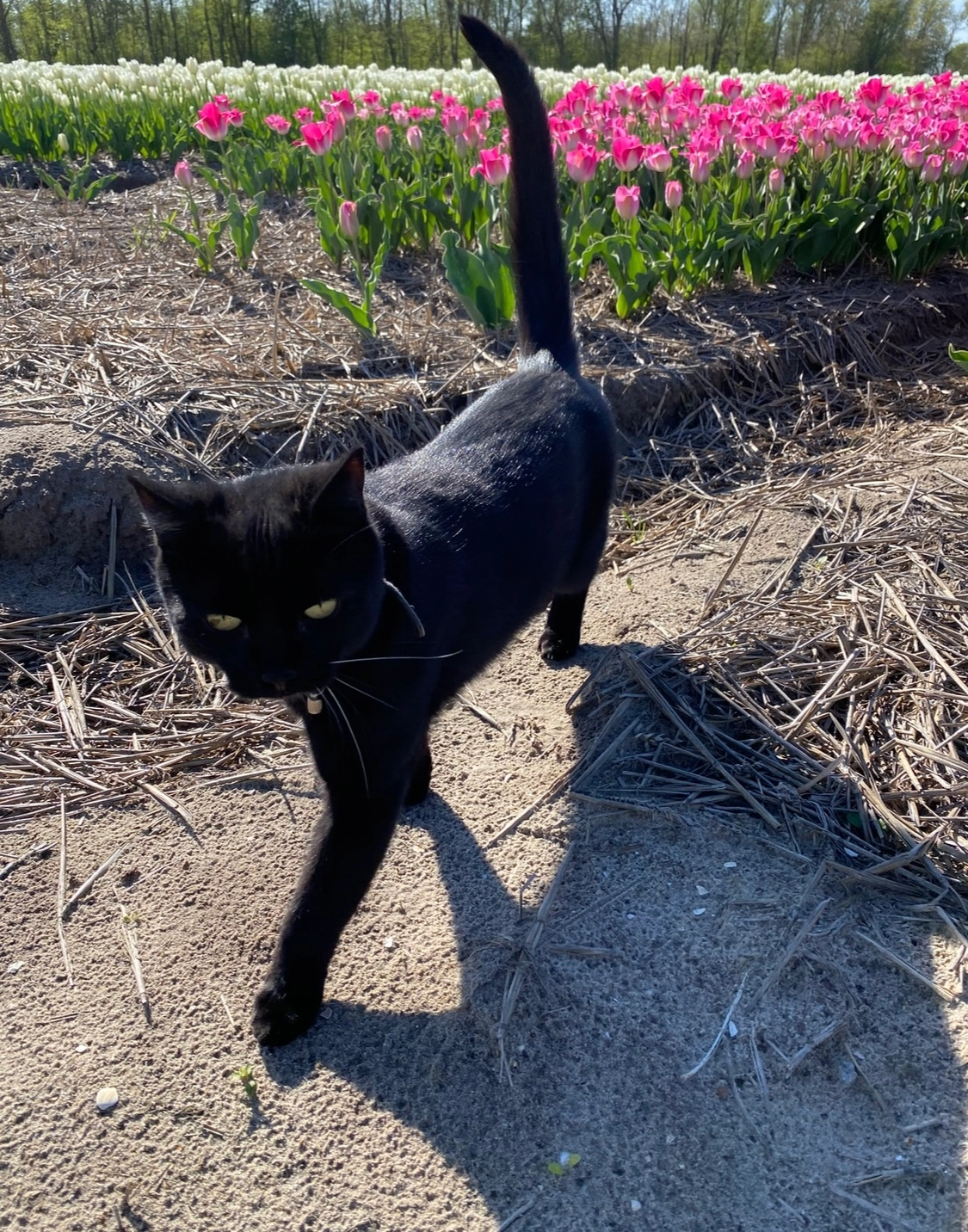 Deloris - Korte Ruigeweg, Noord-Holland
