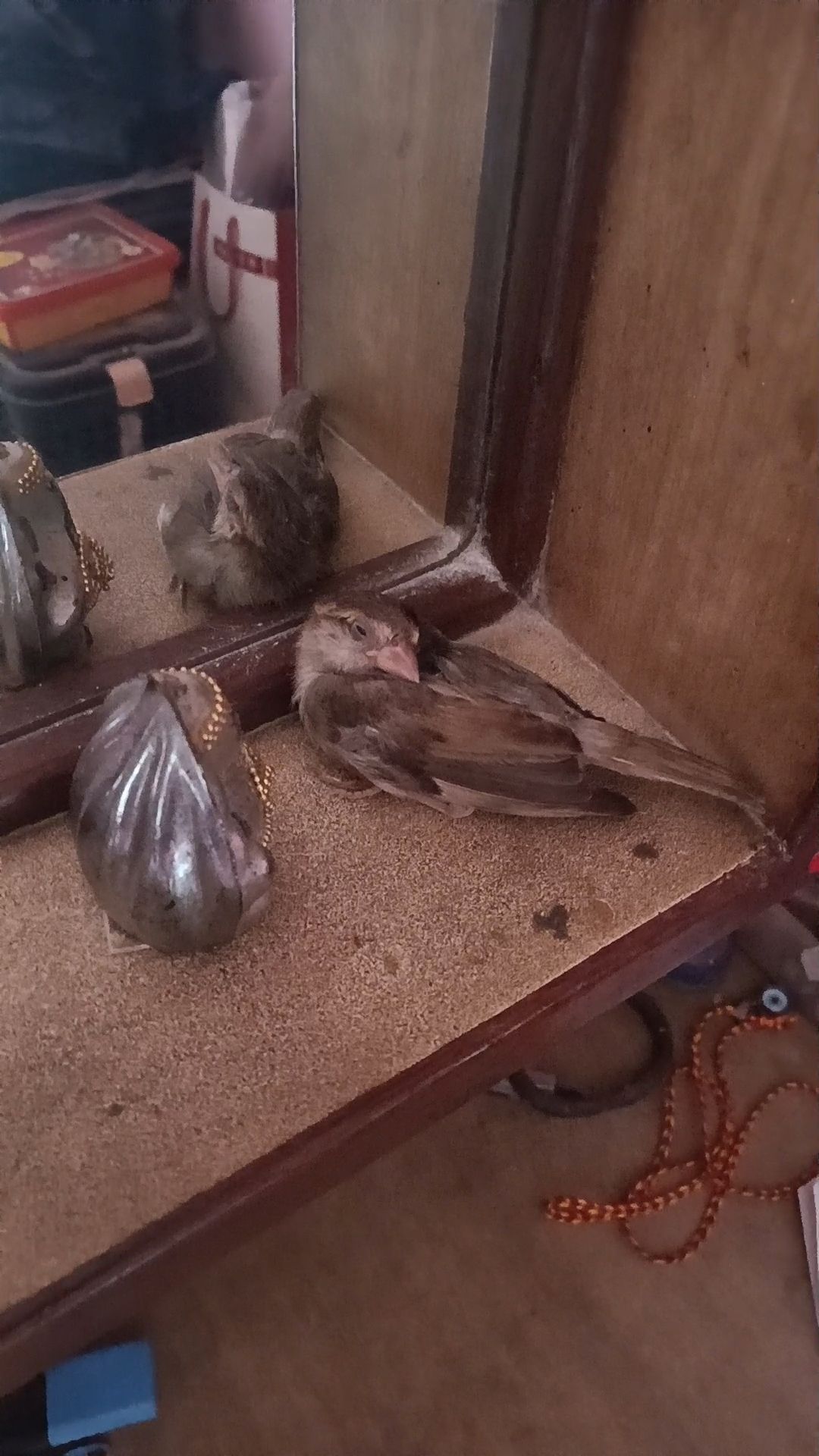 Chim chim - Kanpur Bypass, Kanpur