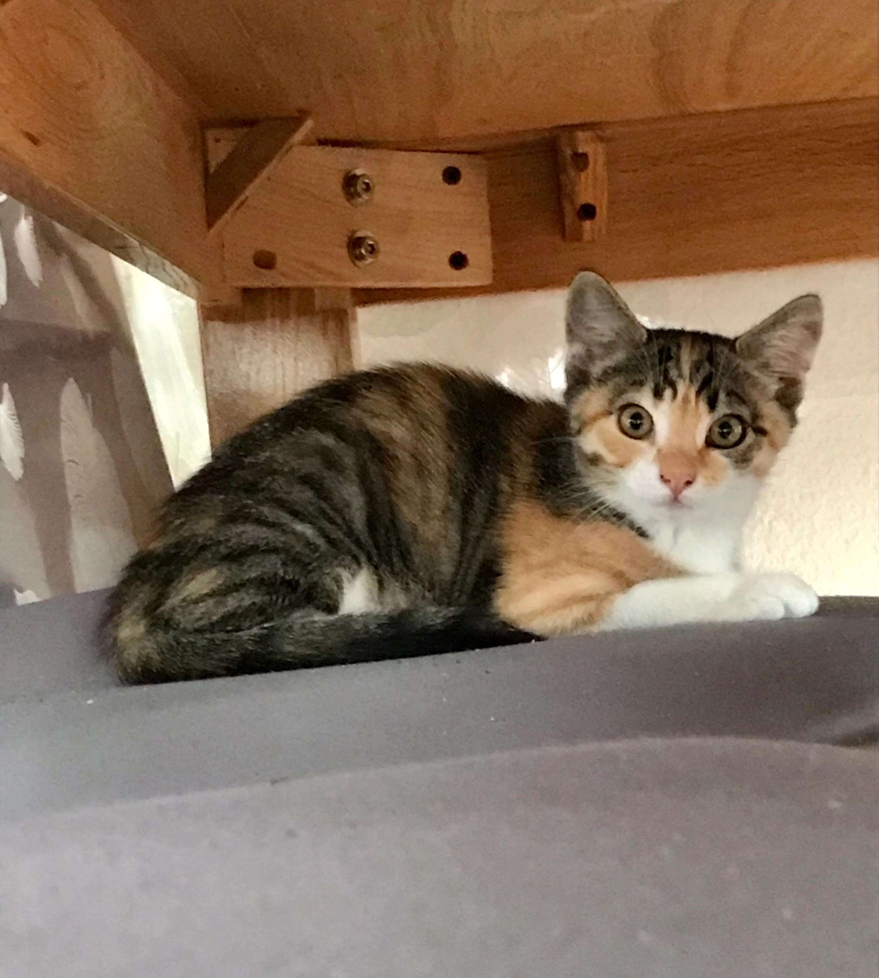 Seraphine - Les Raveyres 2, Villars-Sainte-Croix