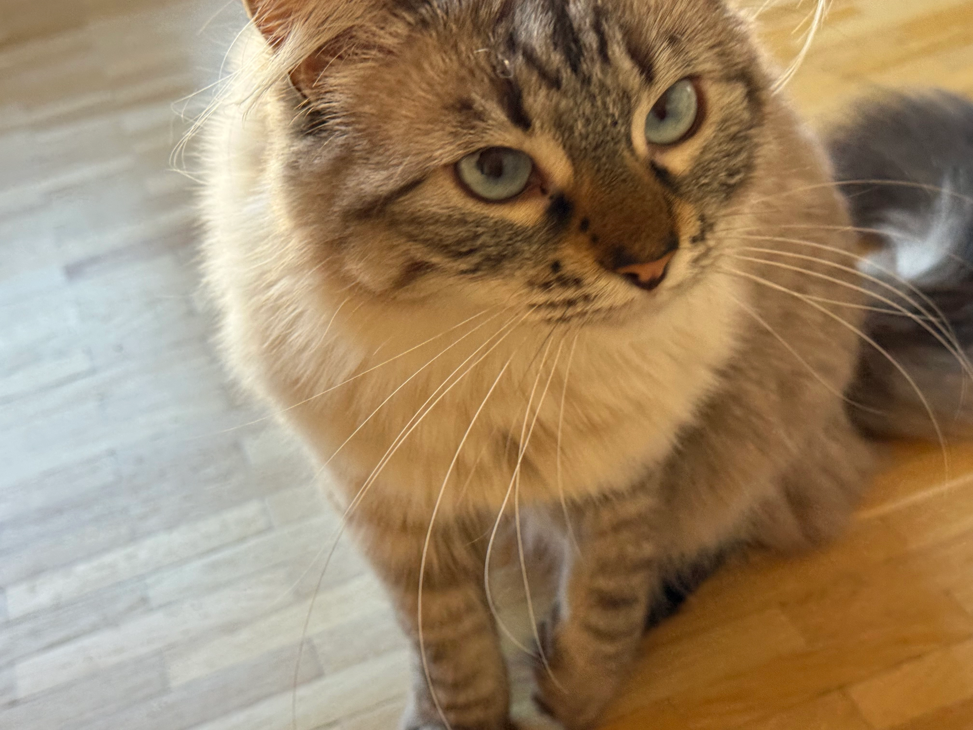 Lulwa  - Rue Maurice-Braillard, Genève