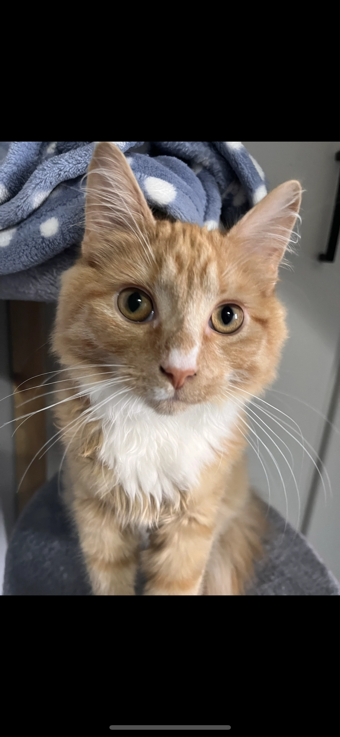 Tigger - Heatherbank Walk, Airdrie