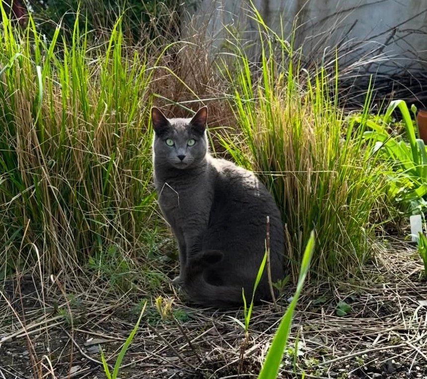 Roo - Molesworth Street, Wadebridge