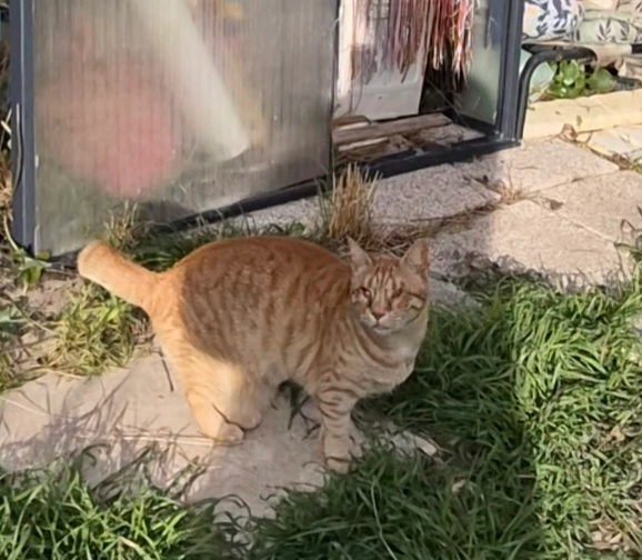 Kitty - Montée des Écoles, Roquebrune-Cap-Martin