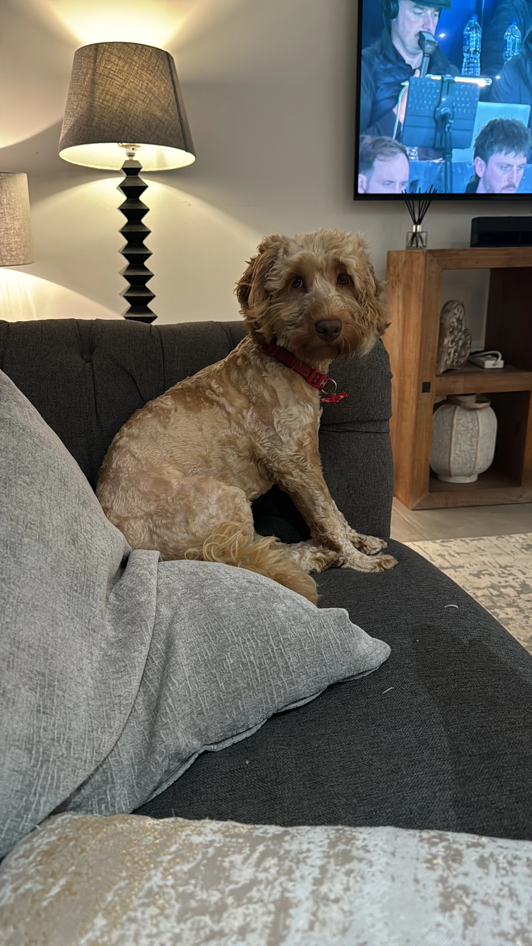 Ozzie - Burtons Lane, Chalfont St Giles