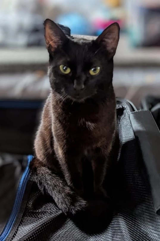 Pixie  - Alne Road, York