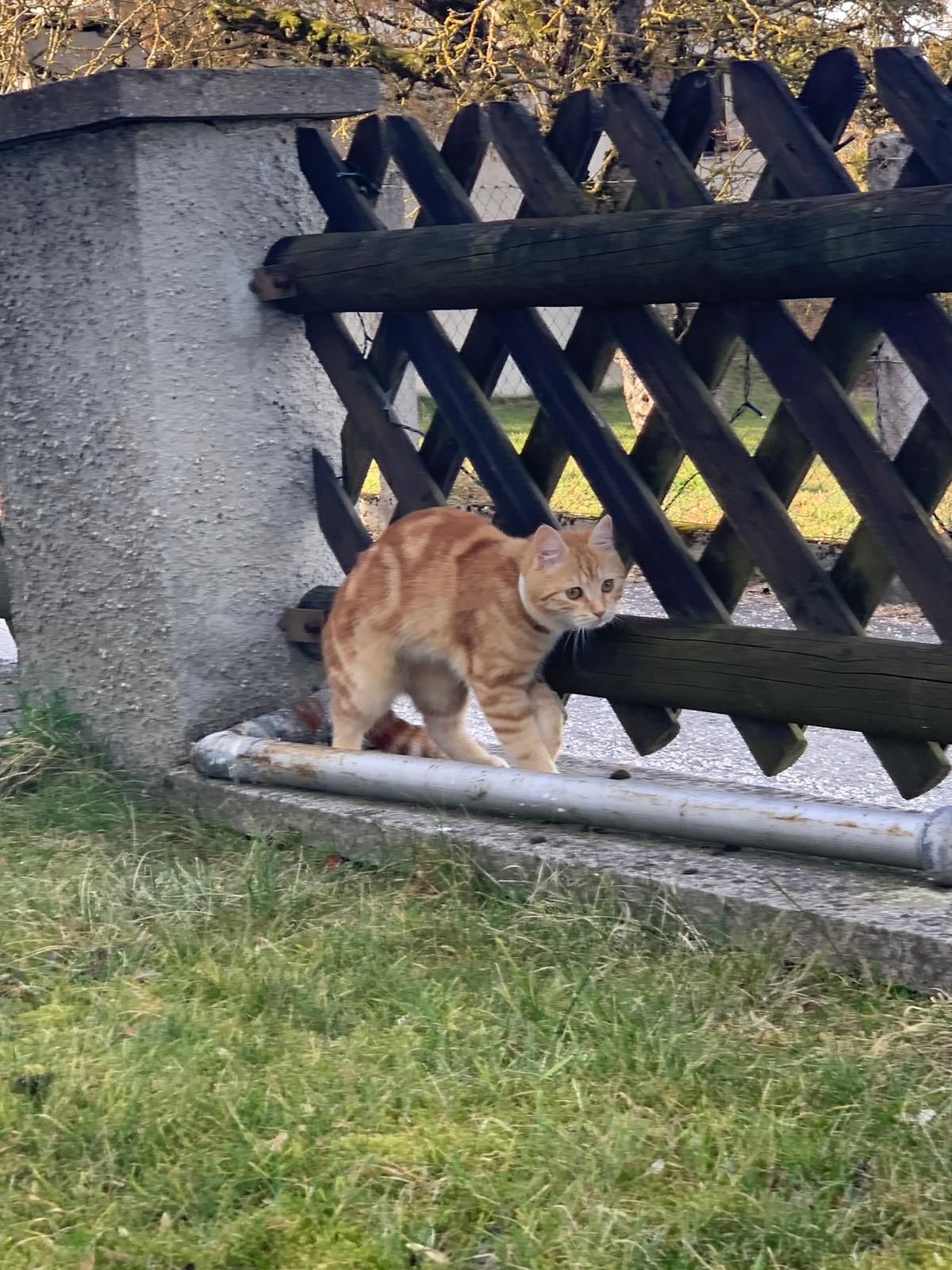 Lily - Am Weitenfeld, Neumarkt im Hausruckkreis