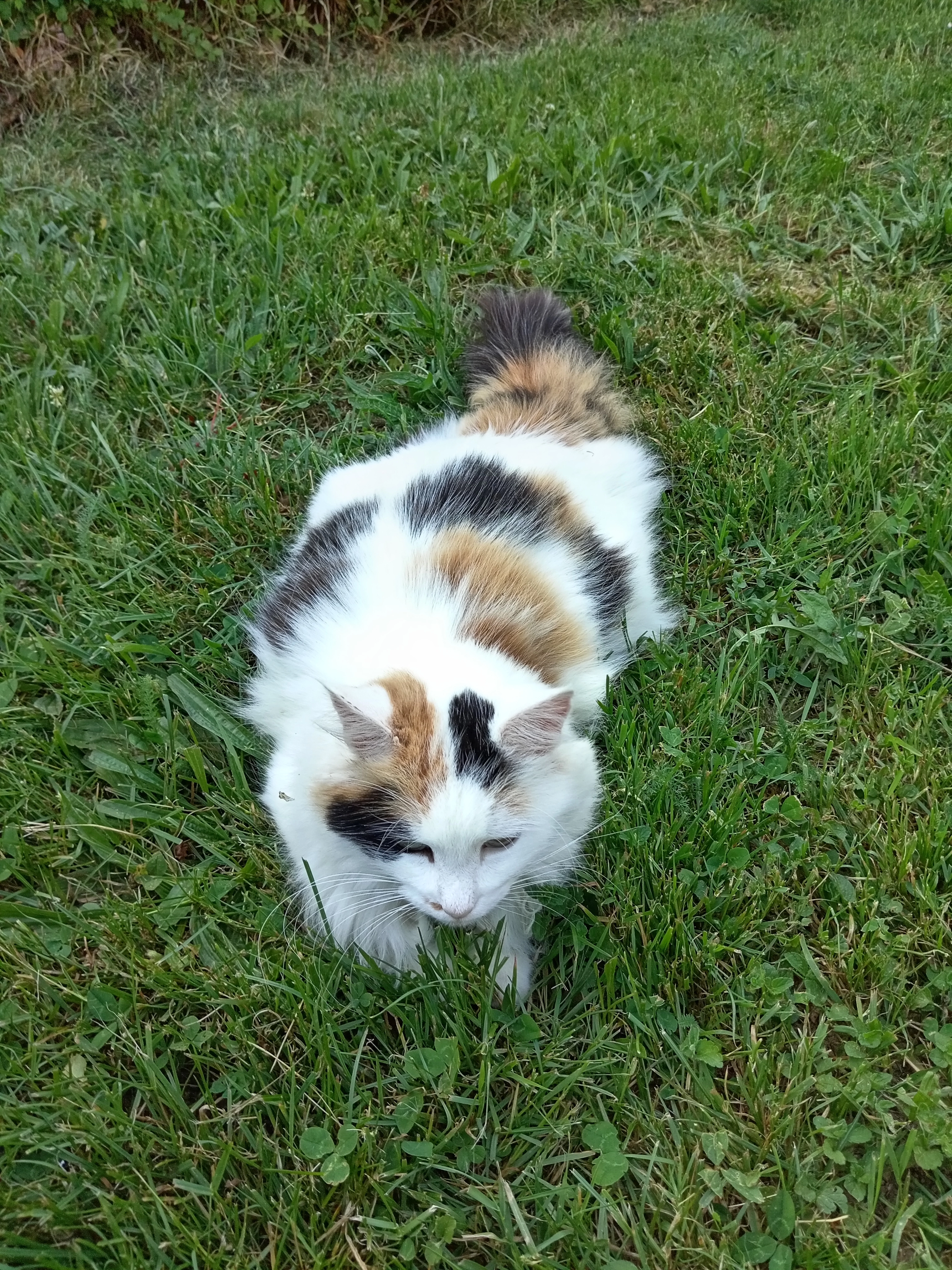 TOUFINOU  - Chemin des Chênes, Ronno