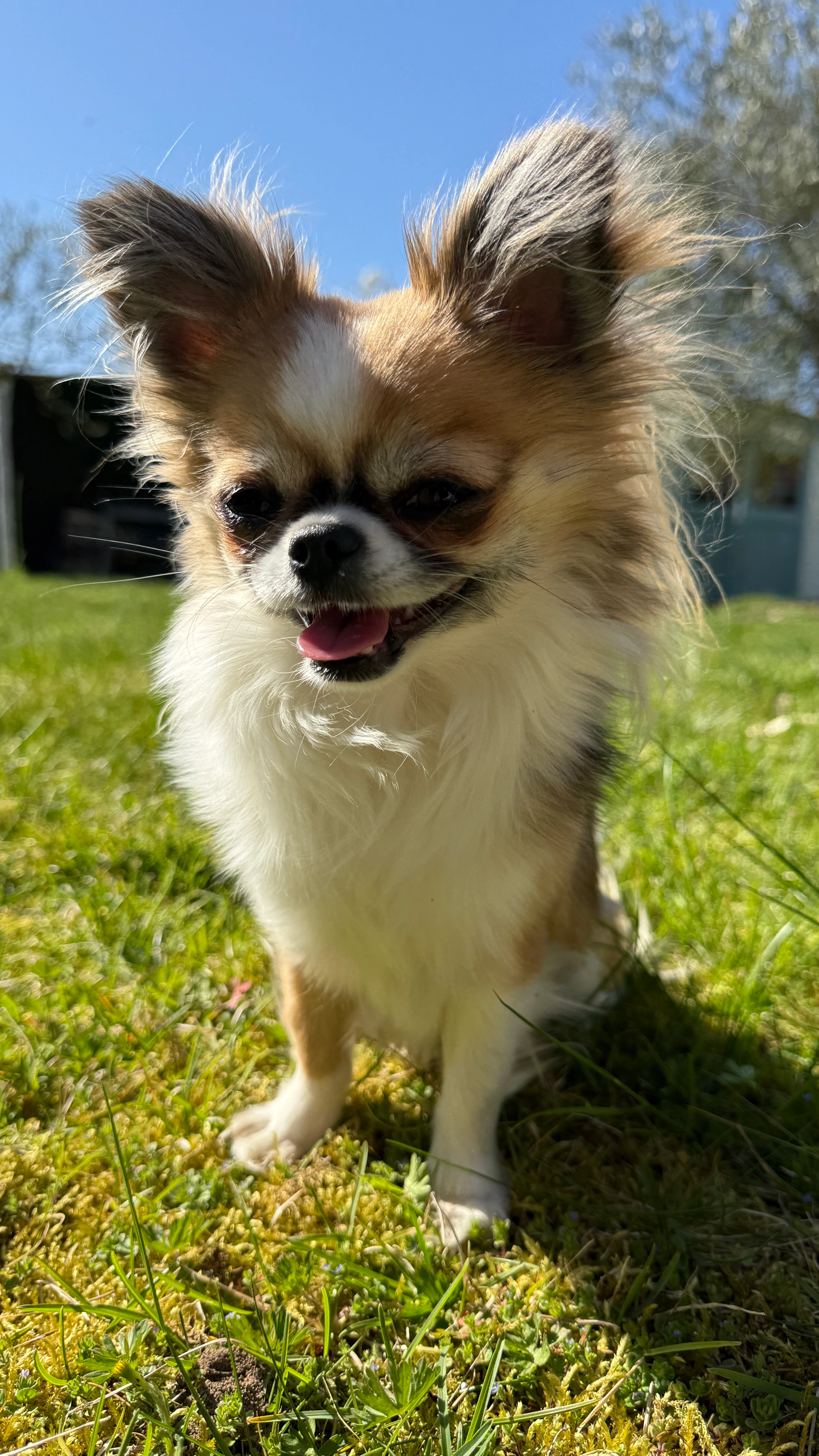 Vicky - Rue Henri Tremblay, Alluyes