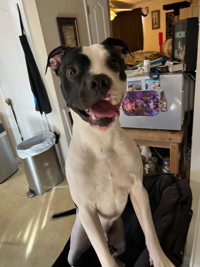 Champ  - Fields Drive, Lithonia