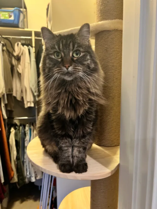 Tilly - 1359 W Grand Ave, Chicago