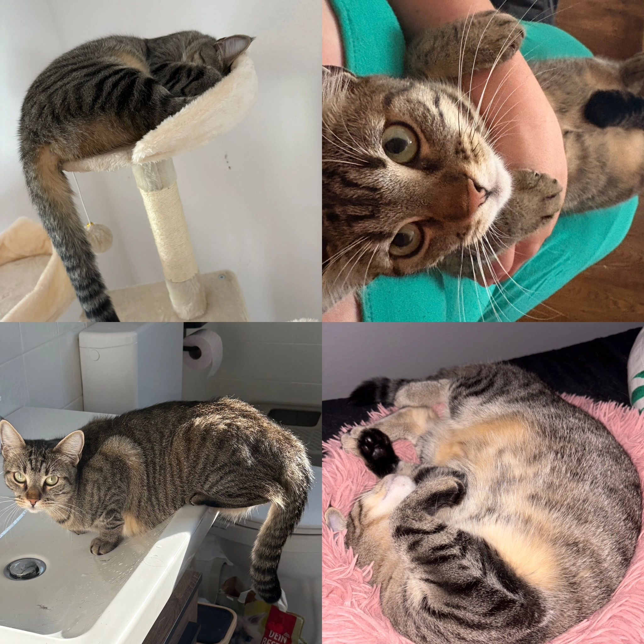 Muffin  - Gerbergasse, Müllheim im Markgräflerland