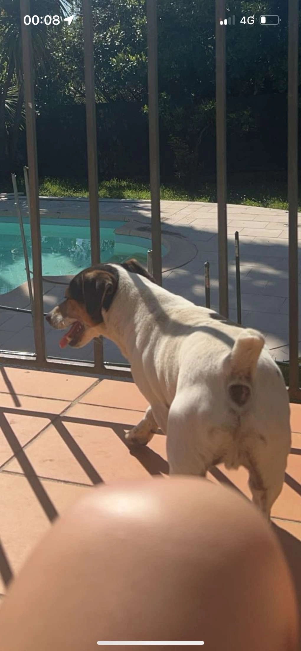 Tobie - Chemin Des Rouguets, La Colle-sur-Loup