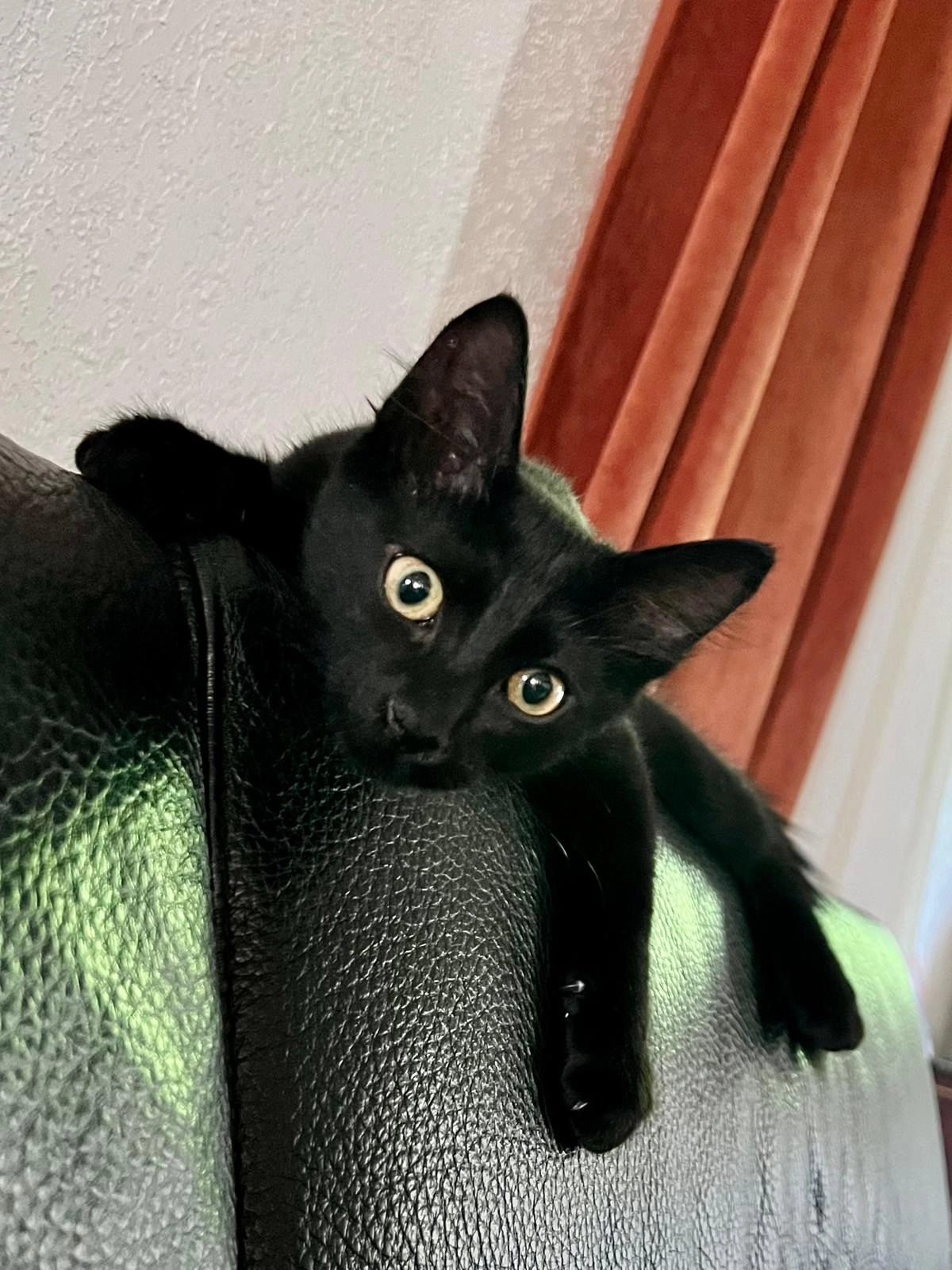 Réglisse  - 10 Rue Étienne Ducassy, Villelongue-de-la-Salanque