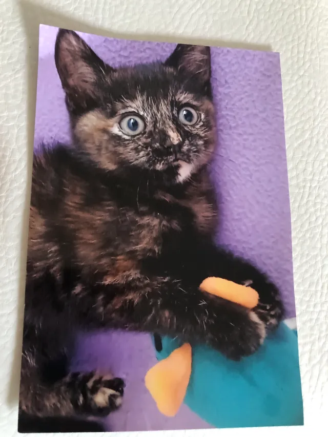Luna - Victoria Crescent, London
