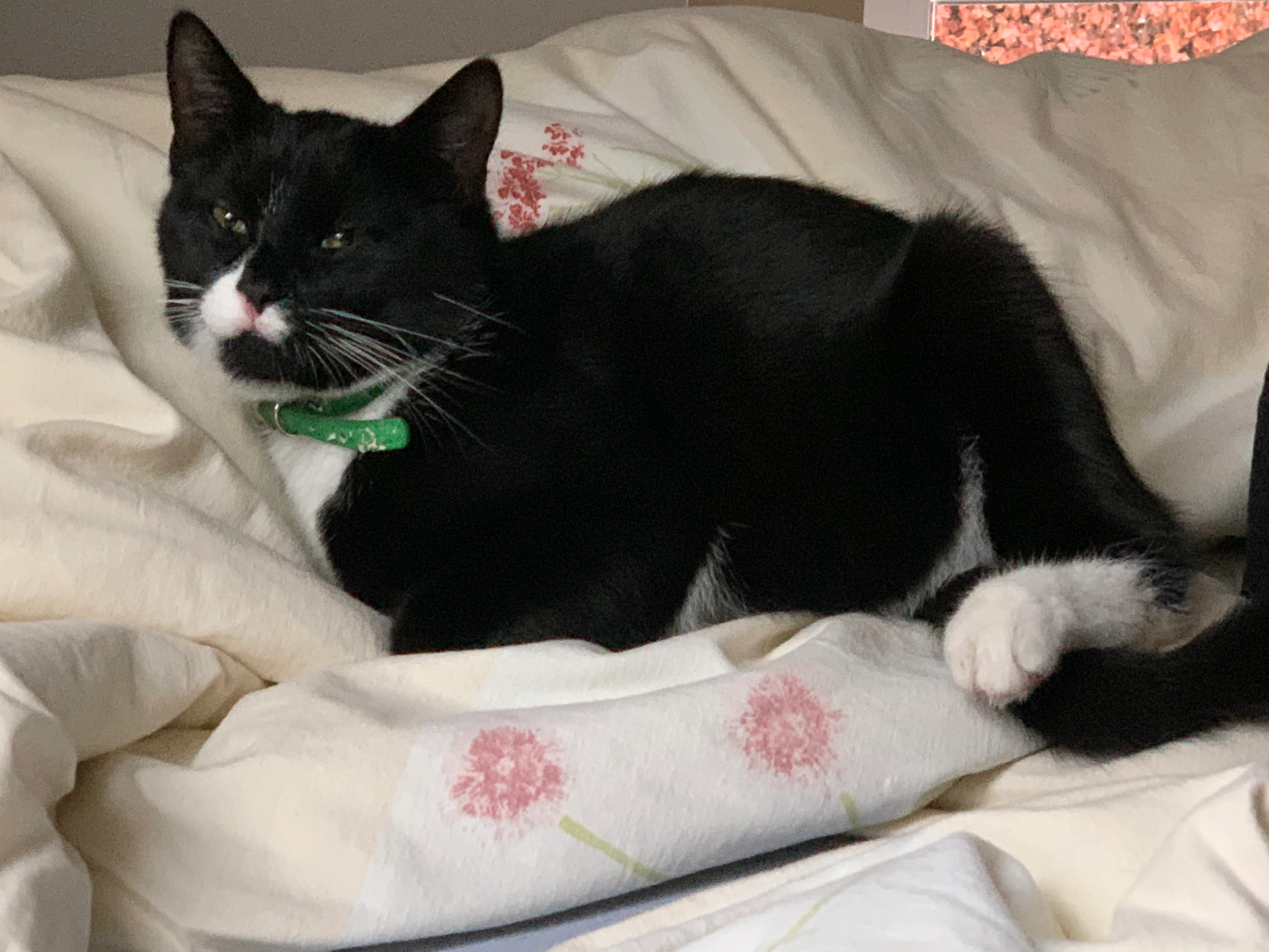 Johnny - Groß Kubbelkow-Dorfstraße, Sehlen