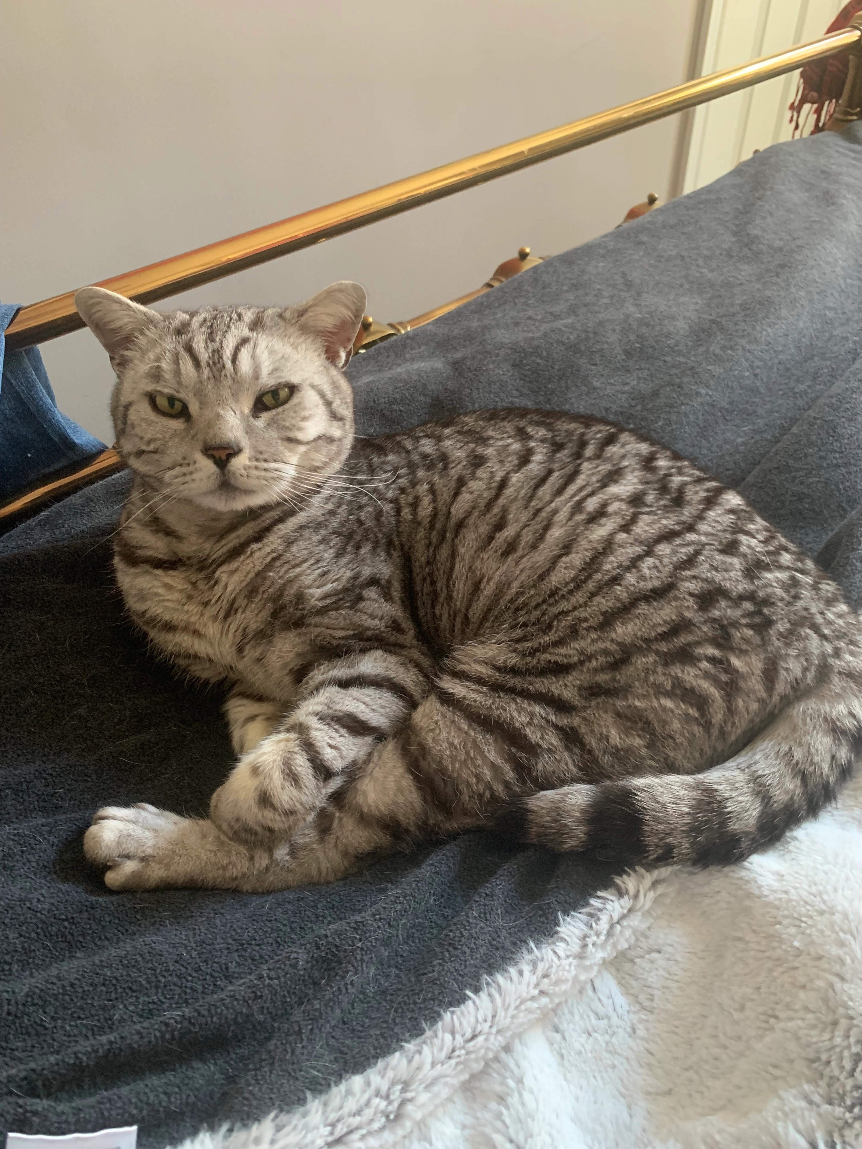 Buddy - Hope Place, Bath