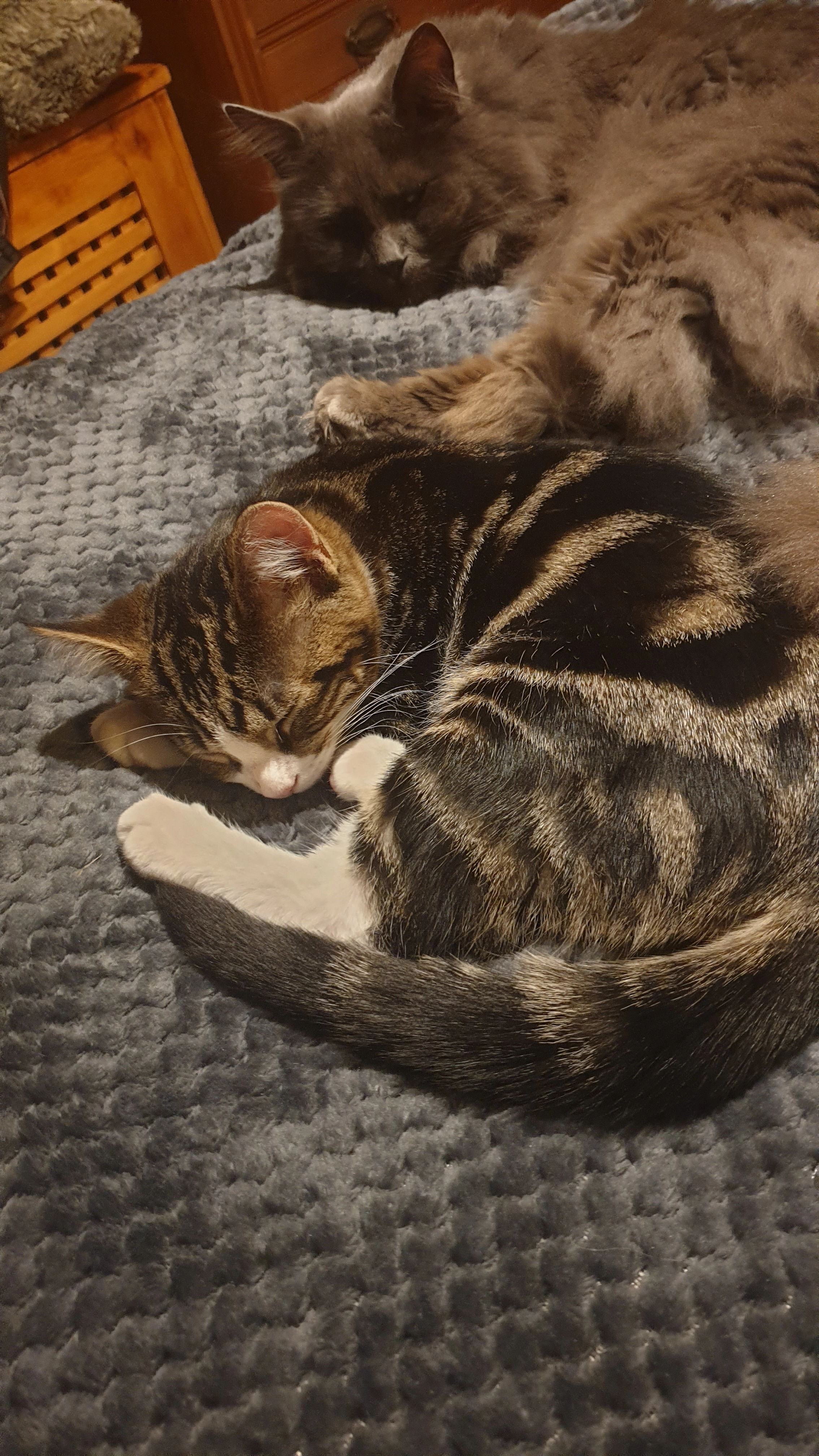 Titch - Broughton Road, Trowbridge