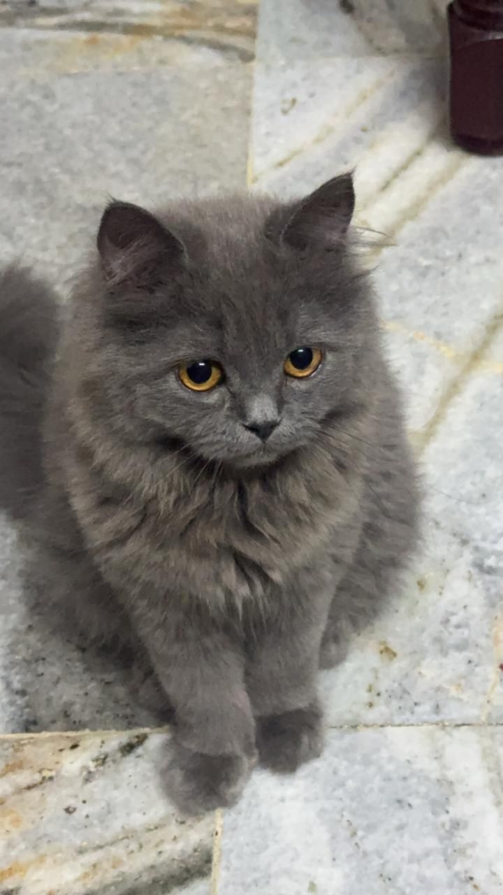 Benny - Banjara Hills Road Number 8, Hyderabad